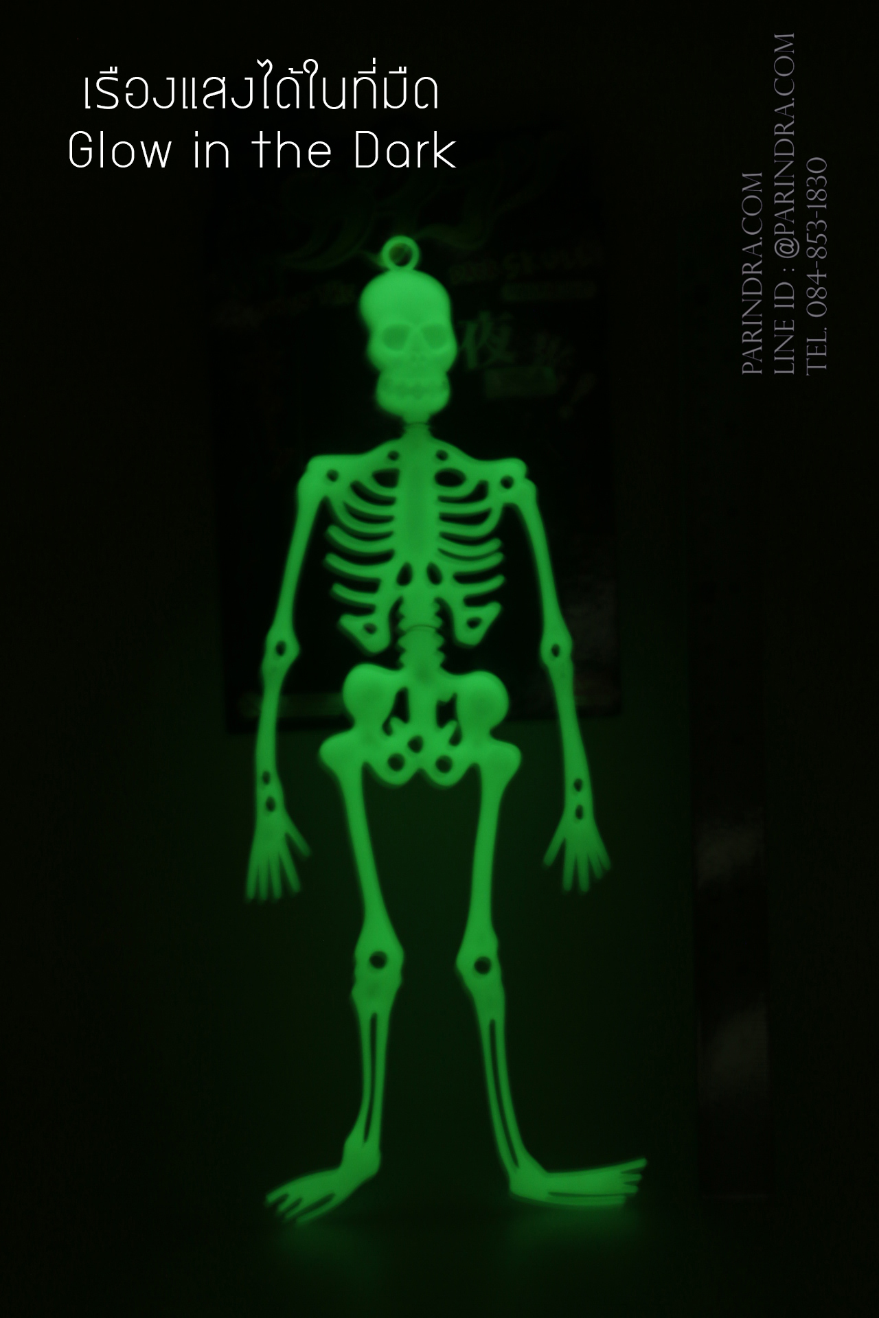 โมเดลโครงกระดูกเรืองแสง Glow in the Dark Skeleton (น้าผีเรืองแสง)