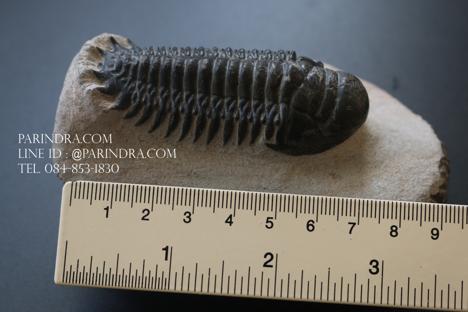 ฟอสซิล Trilobite Crotalocephalus gibbus, Morocco #TLB008