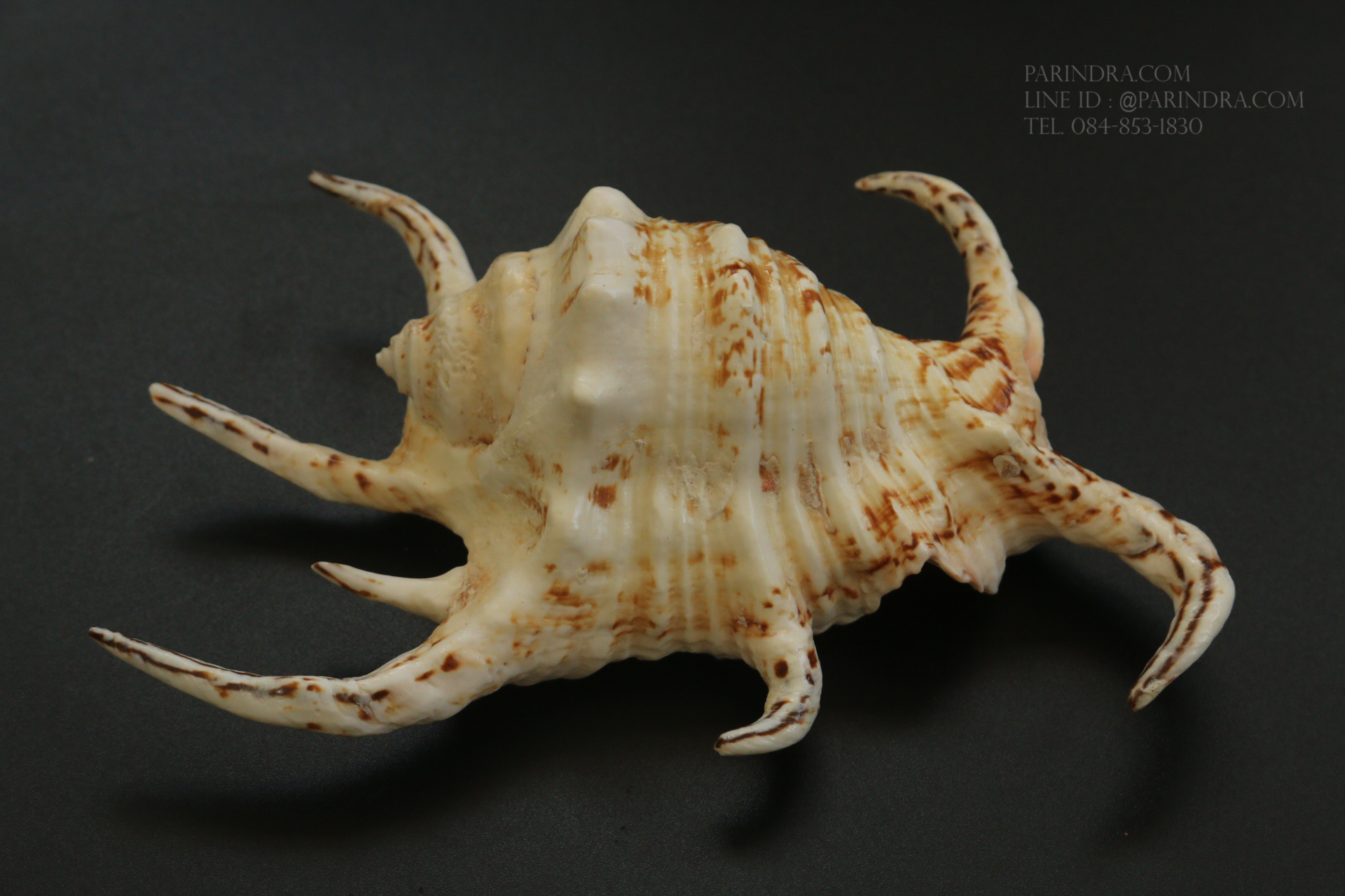 เปลือกหอยจักรนารายณ์ Lambis chiragra #LC009