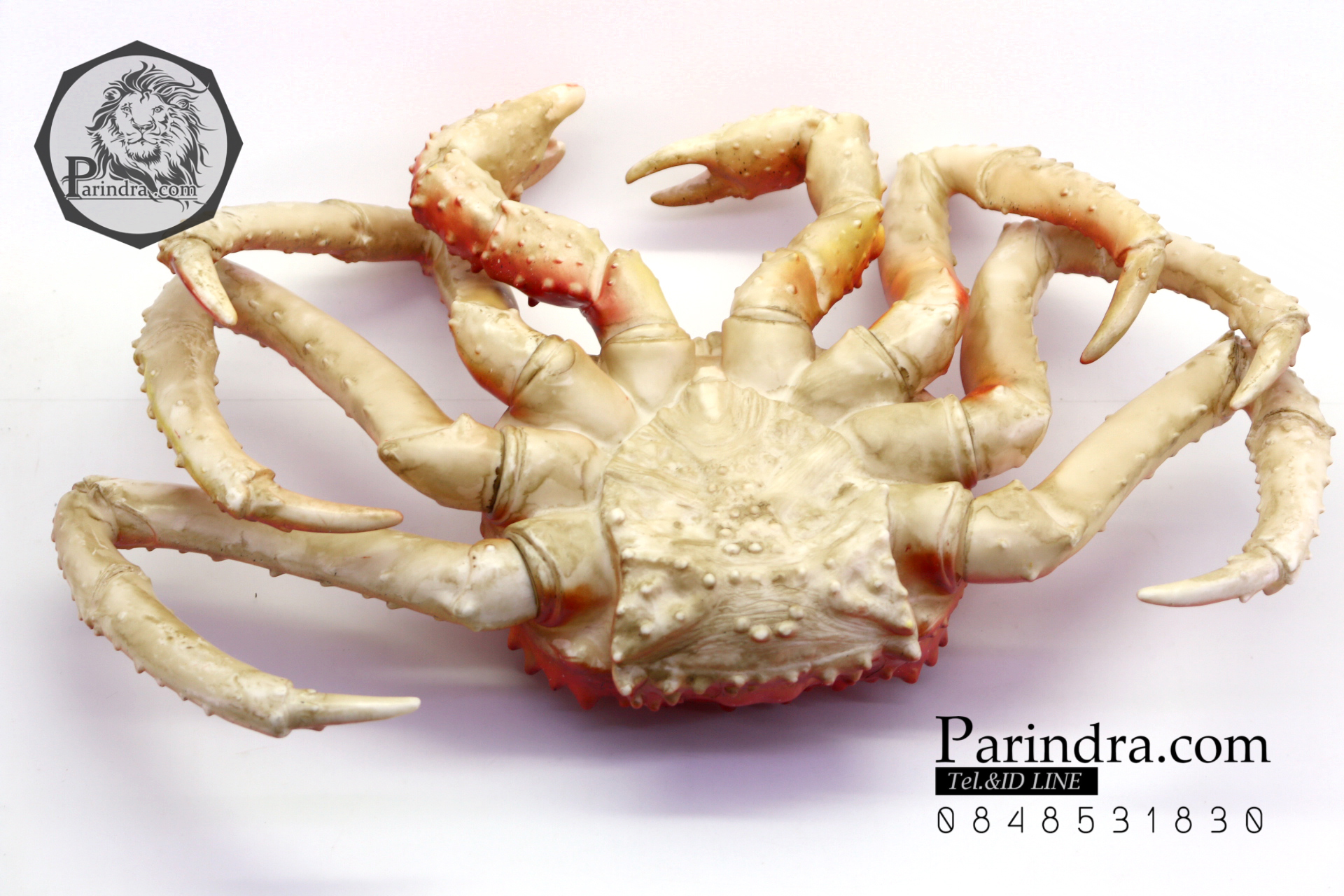 โมเดลปูอะลาสก้า Alaska Crab ตั้งโชว์สวย ขนาดใหญ่ 14 นิ้ว