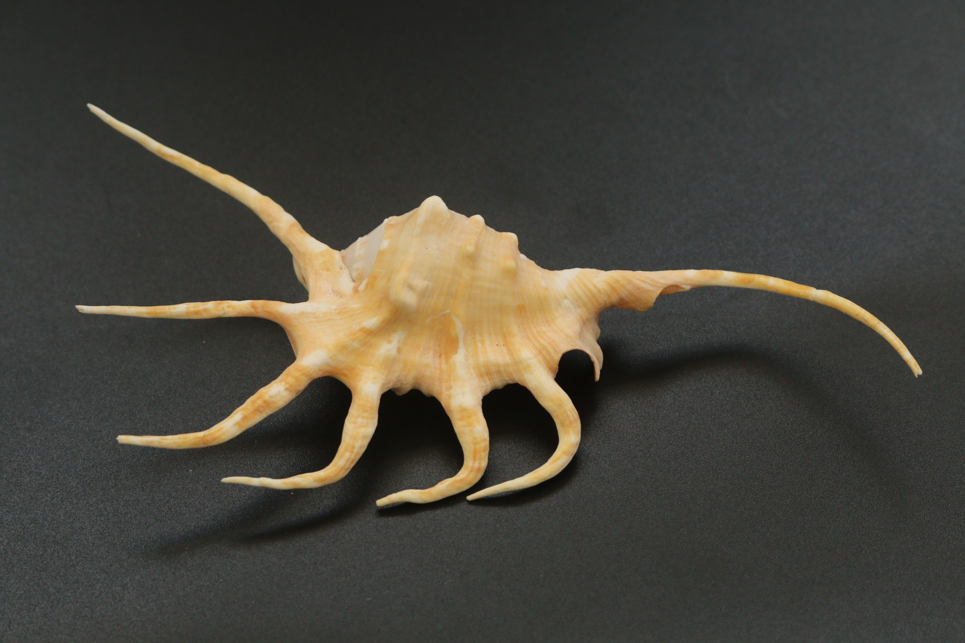 ขายเปลือกหอยจักรนารายณ์ LAMBIS CROCATA สภาพสมบูรณ์ #LC005