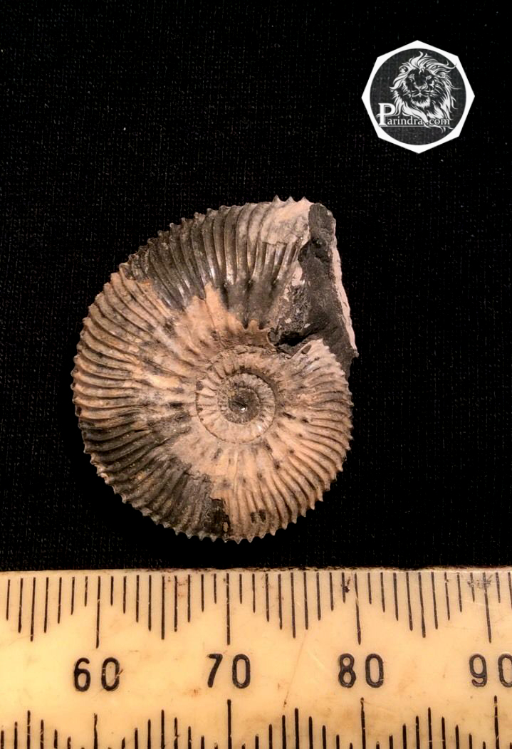 ฟอสซิลหอย Ammonite Kosmoceras Jason (หายาก) - จาก Ashton Keynes - UK #AM008 (จองแล้ว)