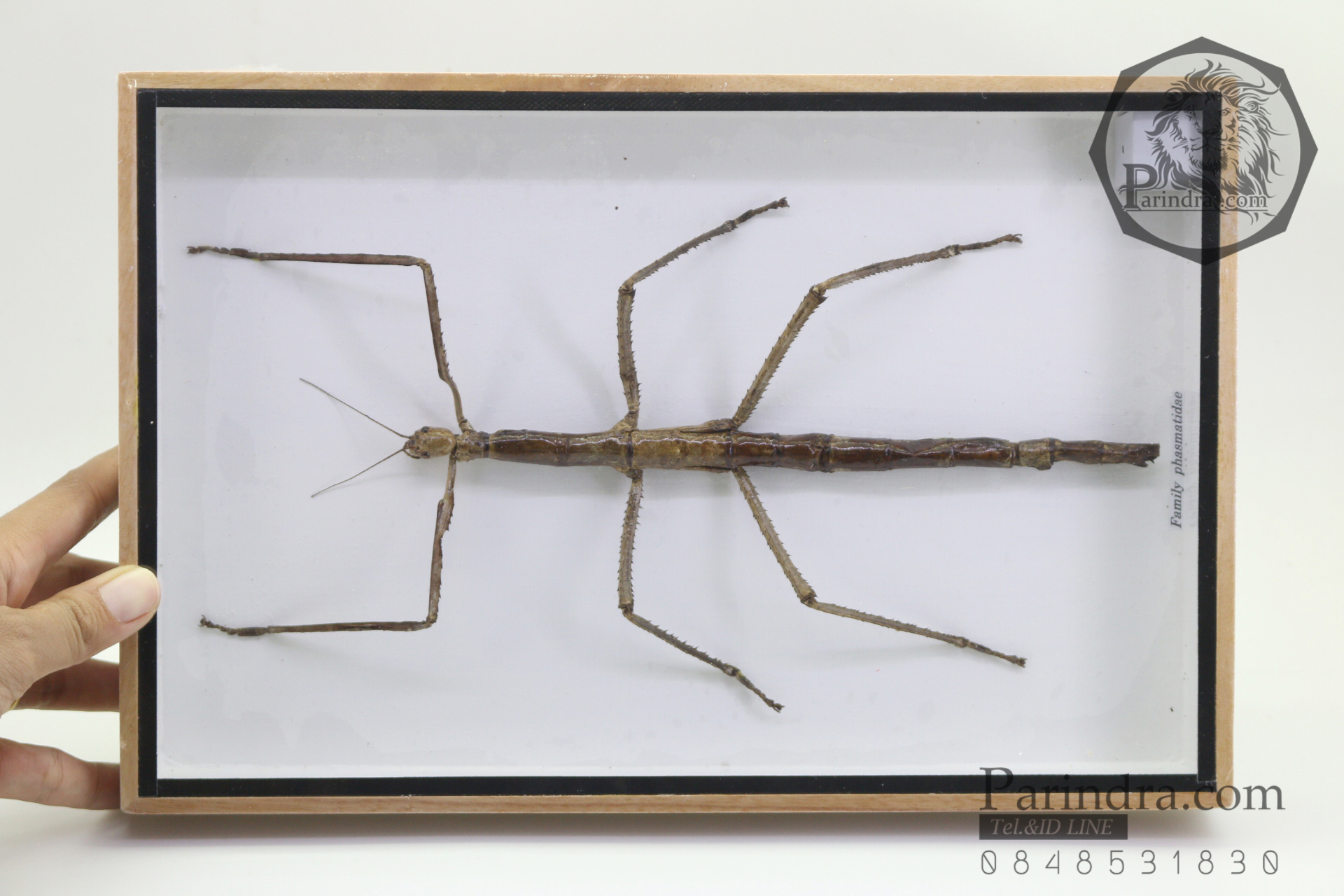 ตั๊กแตนกิ่งไม้ ( Tirachoidea westwoodi) ในกรอบไม้สีน้ำตาล สำหรับตั้งโชว์ ขนาด 8 x 12 นิ้ว