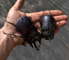 ขายตัวอ่อนหนอนด้วงช้างมาร์(Megasoma Mars) ระยะ L3 น้ำหนัก 75.4 กรัม