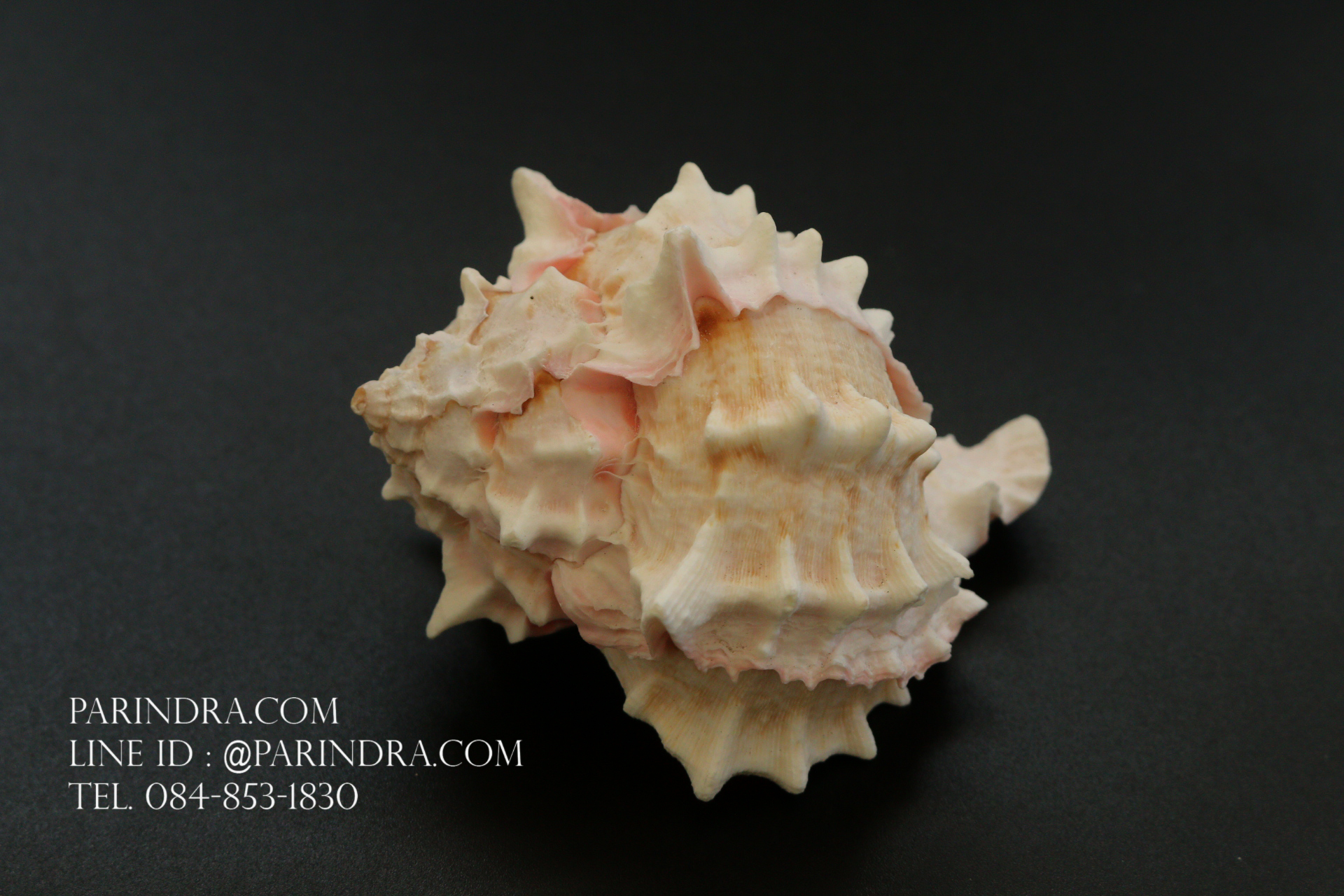 เปลือกหอยสังข์มะระชมพู สำหรับงานตกแต่ง