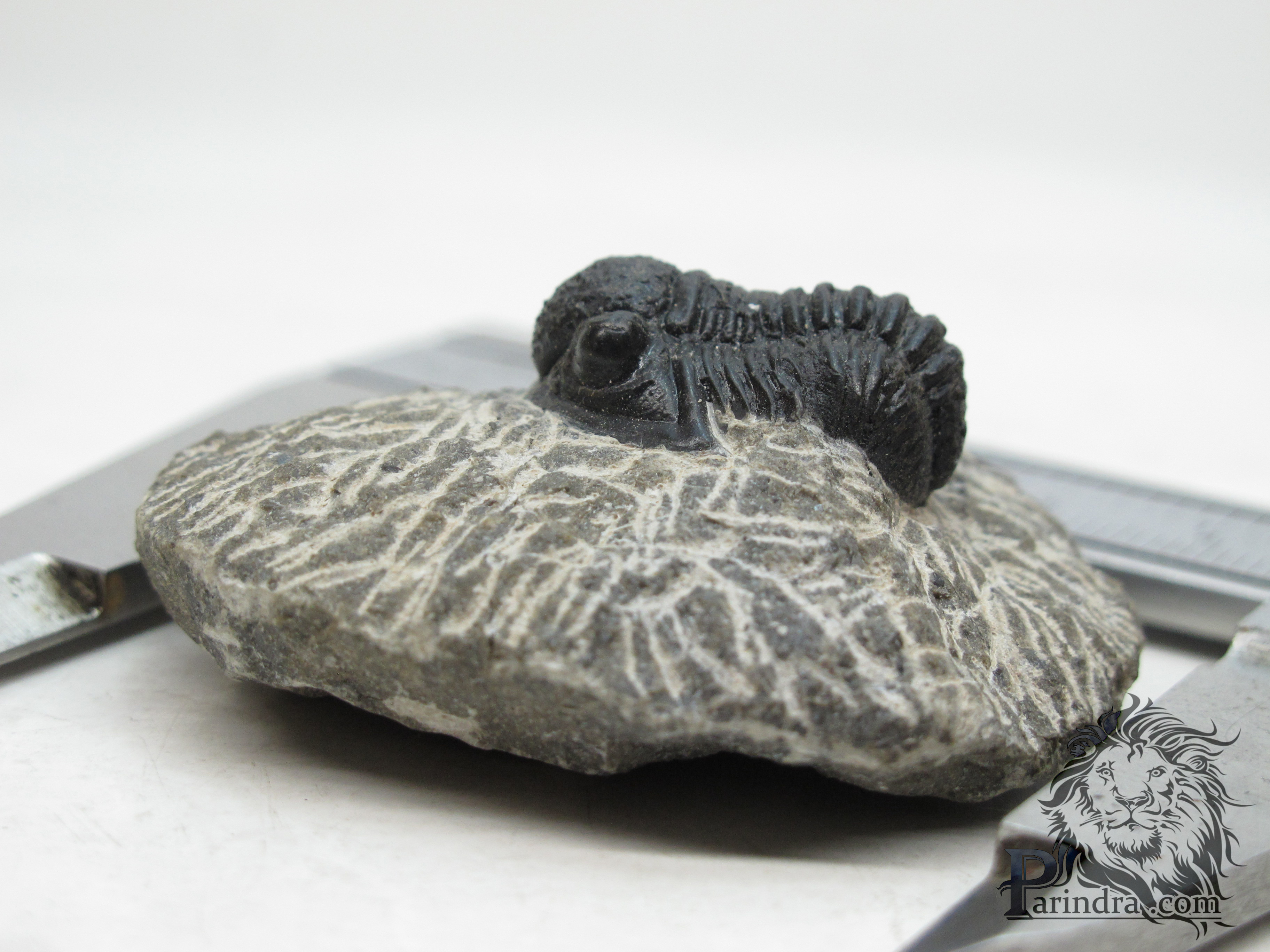 ฟอสซิล Trilobite จากประเทศ Morocco #TLB002