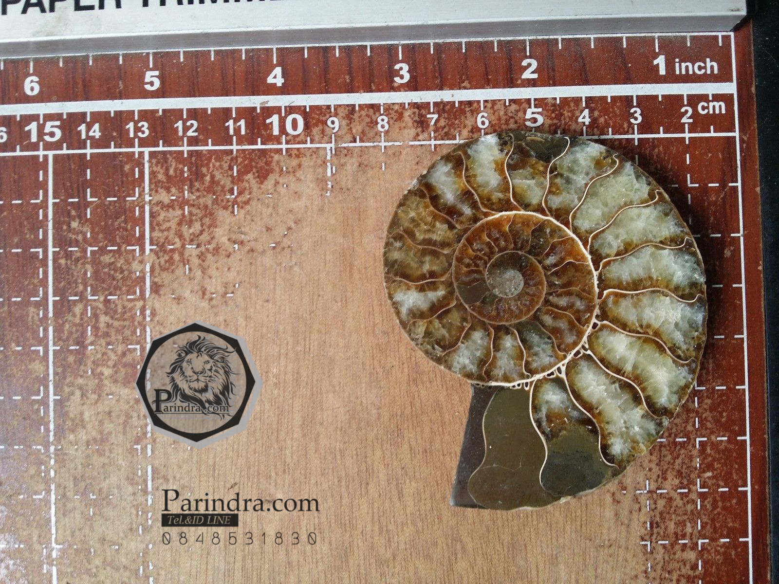 ฟอสซิลหอย Ammonite (Cleoniceras besairiei) ผ่าซีกเห็นเนื้อแร่ - จาก Madagascar #AM031