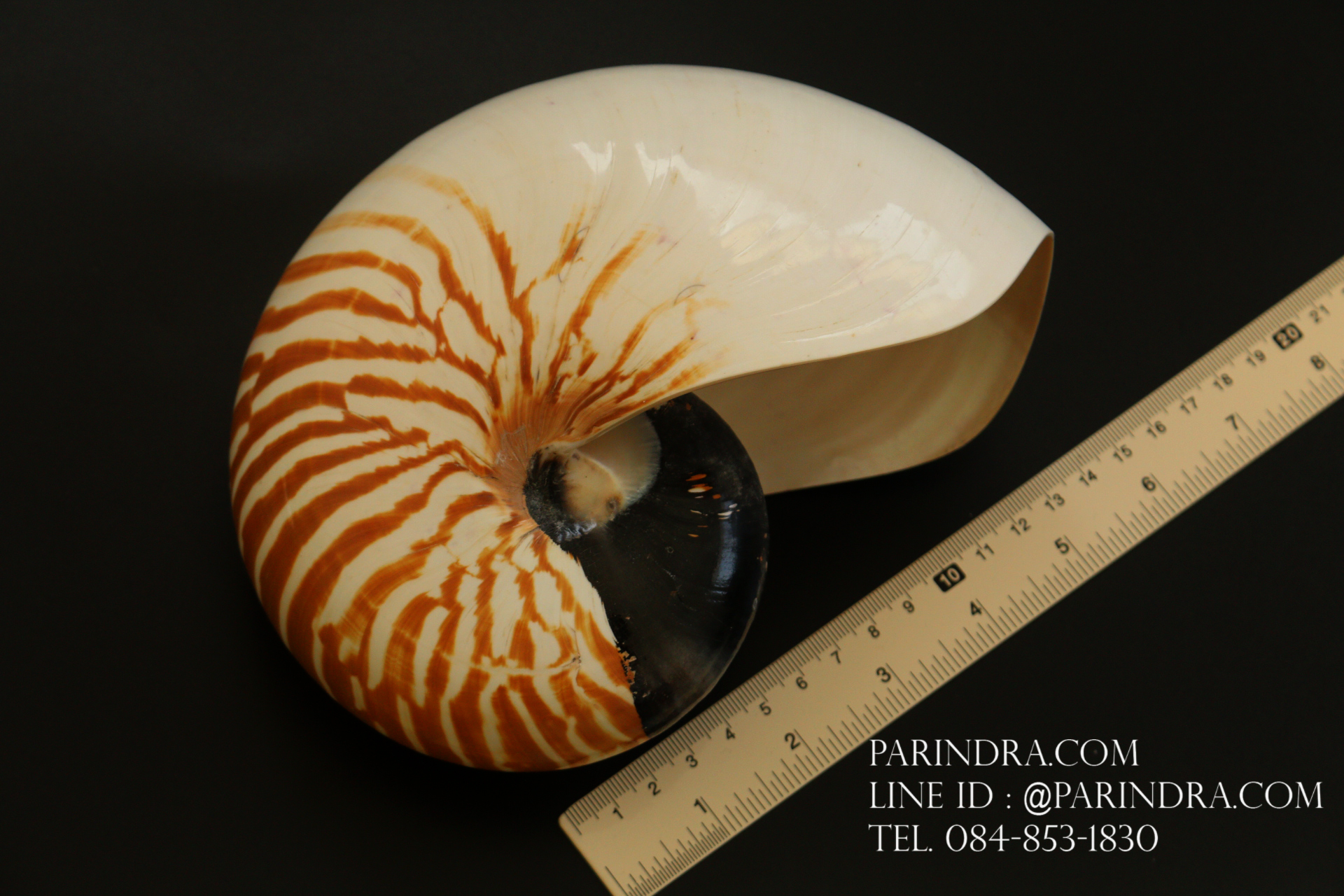เปลือกหอยงวงช้าง นอติลุส Nautilus pompilus ขนาด 7 นิ้ว #001