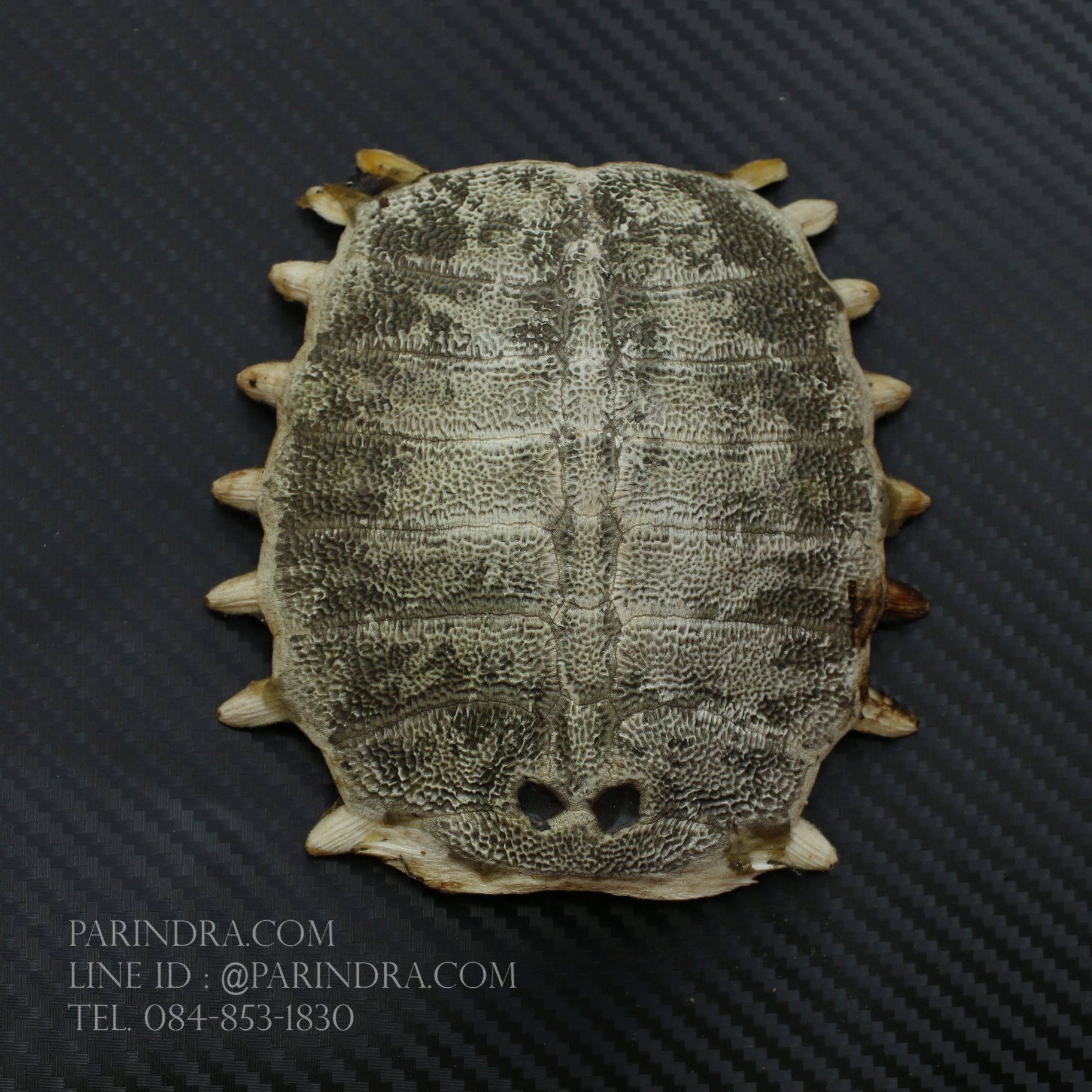 กระดองตะพาบน้ำ สำหรับการทำงานฝีมือ