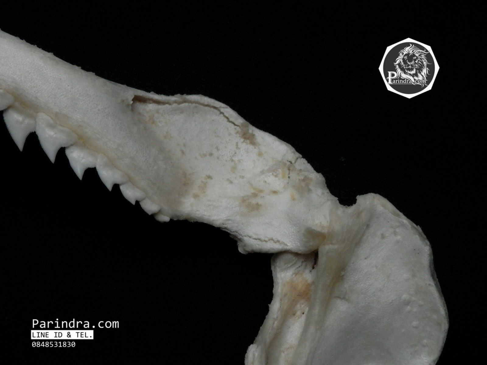 ปากปลาฉลามสำหรับตั้งโชว์ ขนาด 11 นิ้ว (Carcharhinus plumbeus) SHJ002