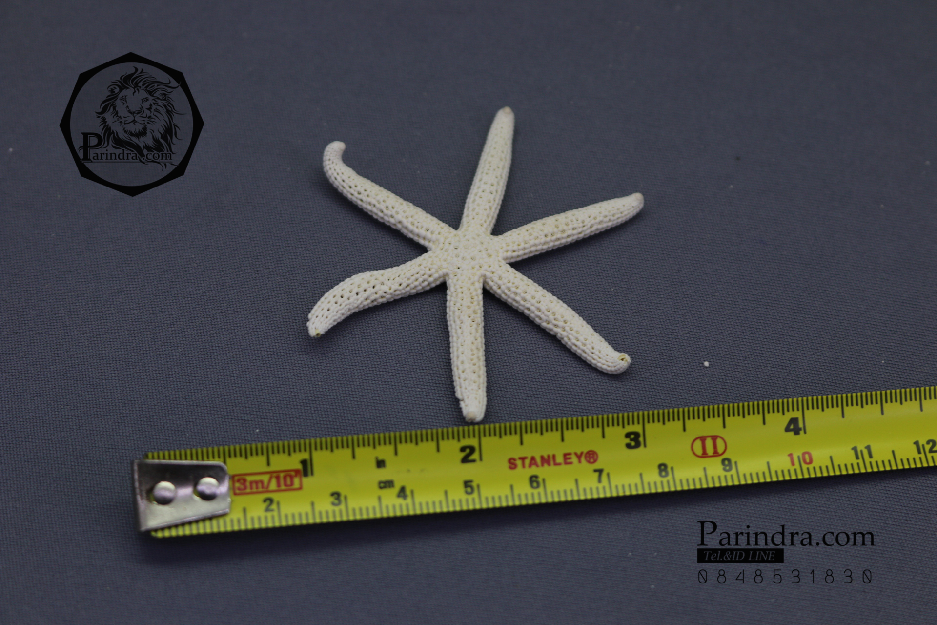 ปลาดาวแปลก มี 6 ขา หายากมาก ขนาด 2.5 นิ้ว สวยคัดพิเศษ RSF #005