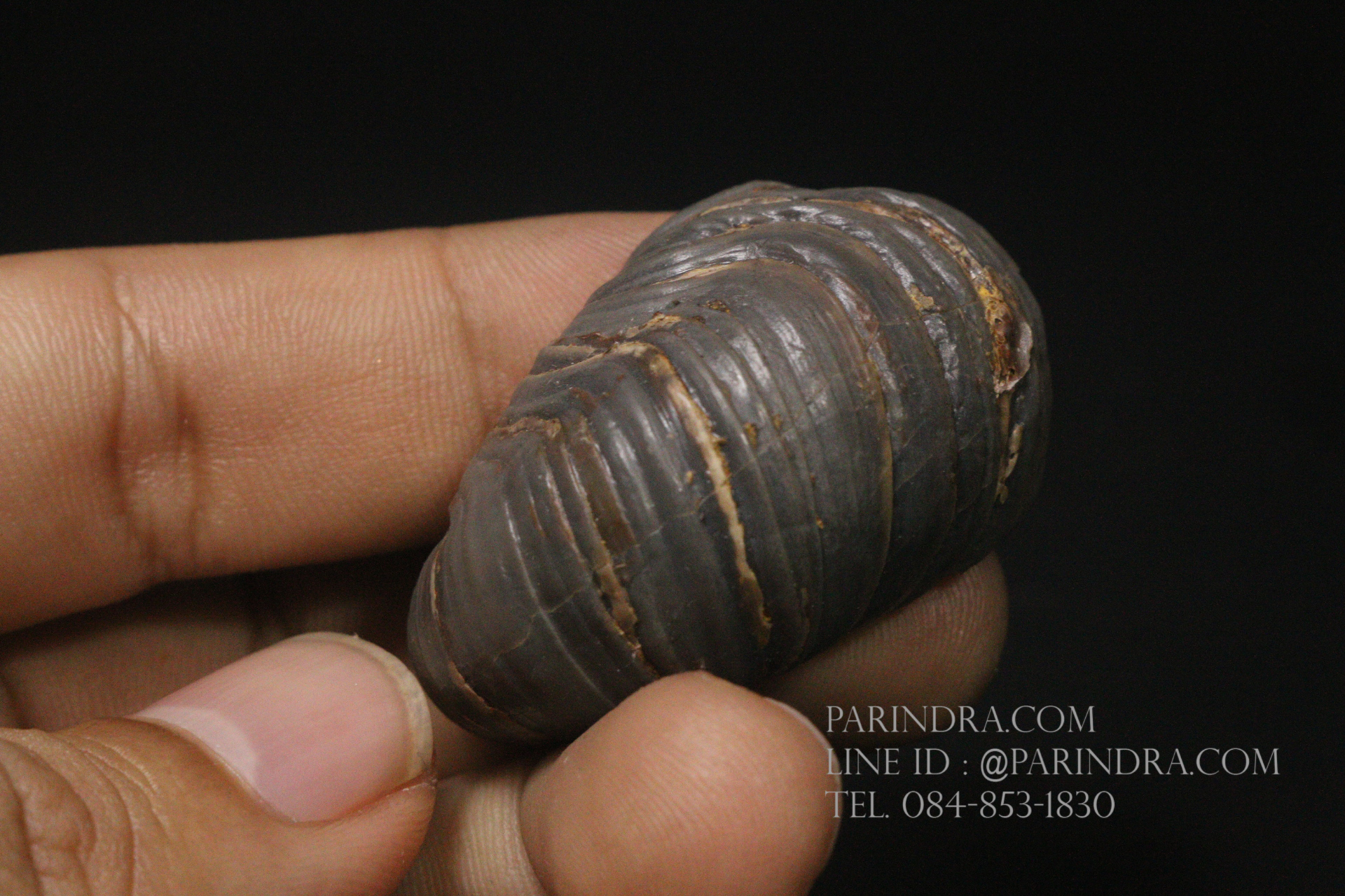 ฟอสซิลหอยนางรมโบราณ ชนิด Gryphaea arcuata จาก England #GRY003