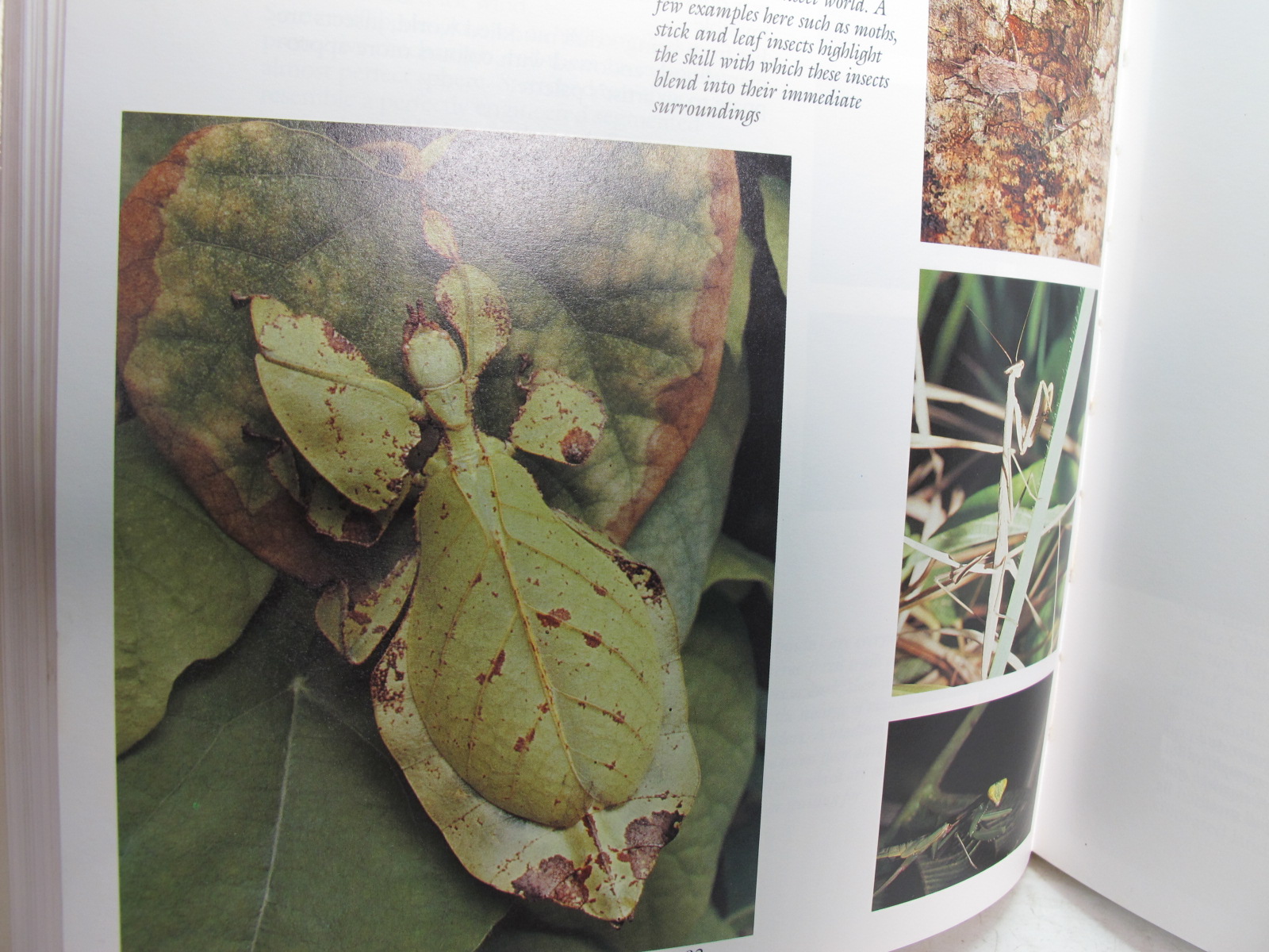 หนังสือภาพสีพืชและสัตว์ที่กำลังจะสูญพันธุ์ในประเทศไทย Thailand's Vanishing Flora & Fauna