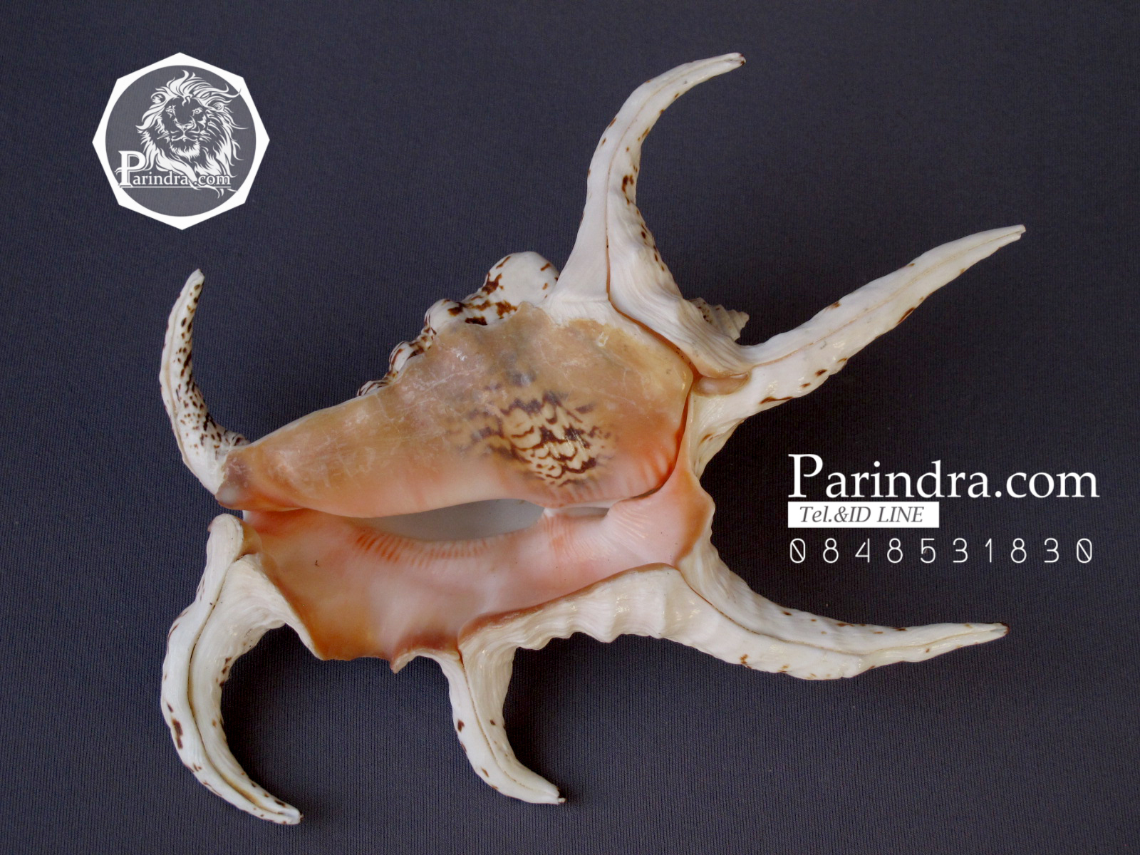 ขายเปลือกหอยจักรนารายณ์ Lambis chiragra สภาพสมบูรณ์ #LC007