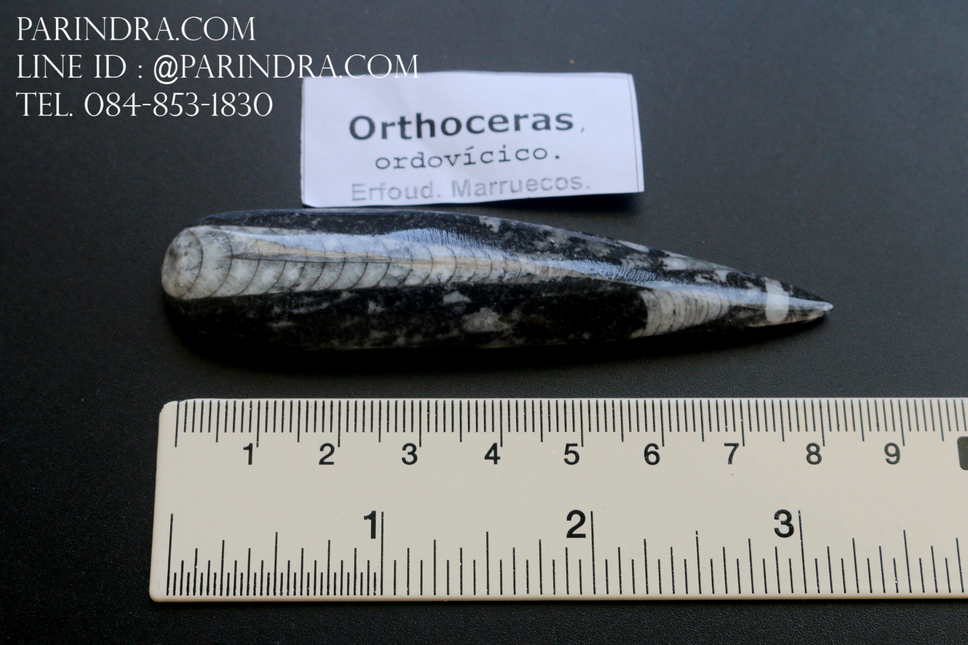 ฟอสซิล Nautiloid ออโทเซอรัส (Orthoceras sp.) - จาก Morocco #OT006
