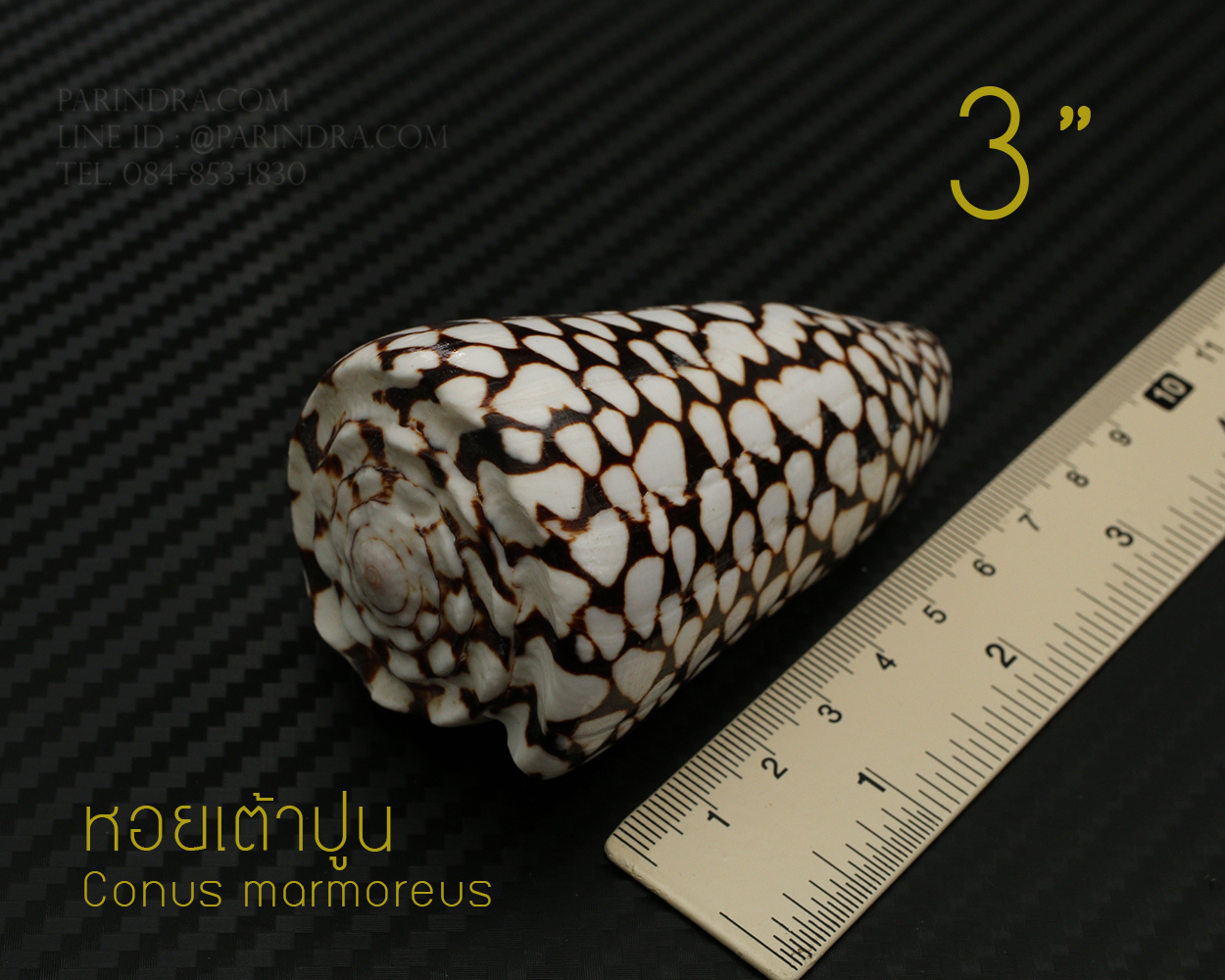 เปลือกหอยเต้าปูนลายจุด #Conus marmoreus ขนาดประมาณ 3 นิ้ว