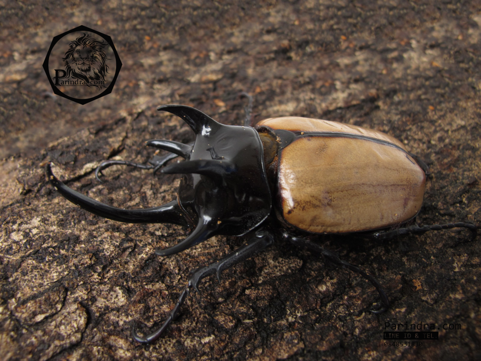 ด้วงกว่างตัวเต็มวัยเพศผู้ Eupatorus gracilicornis (WD) ตัวป่า กว่างห้าเขาหรือ กว่างซางเหนือ จากภาคเหนือ