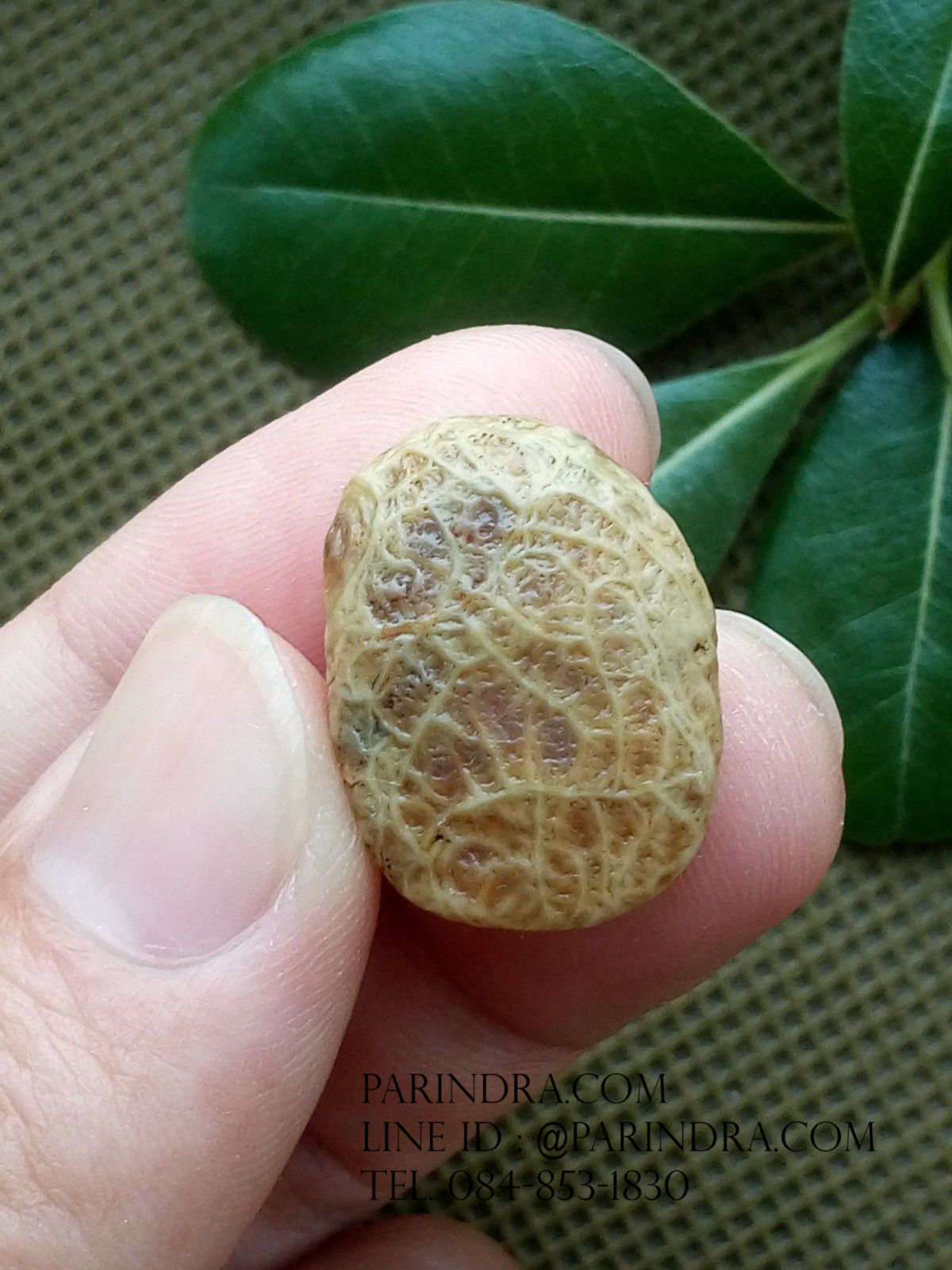 หินรูปทรงประหลาดจากทะเลทรายโกบี GOBI Fish Roe Stone #GOBI009