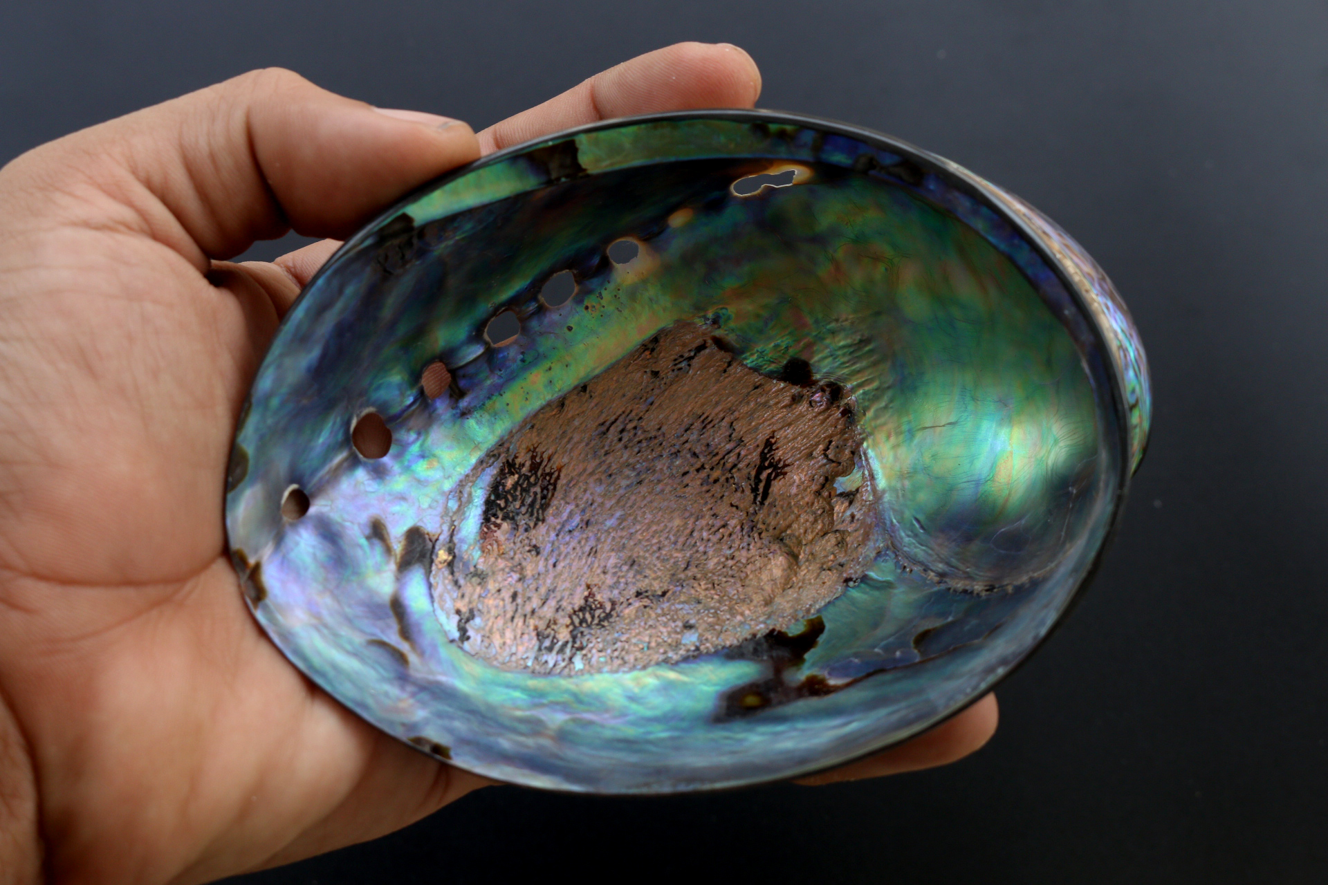 เปลือกหอยเป๋าฮื้อแท้ (Abalone) นิวซีแลนด์ ขัด สีปีกแมลงทับ HA005