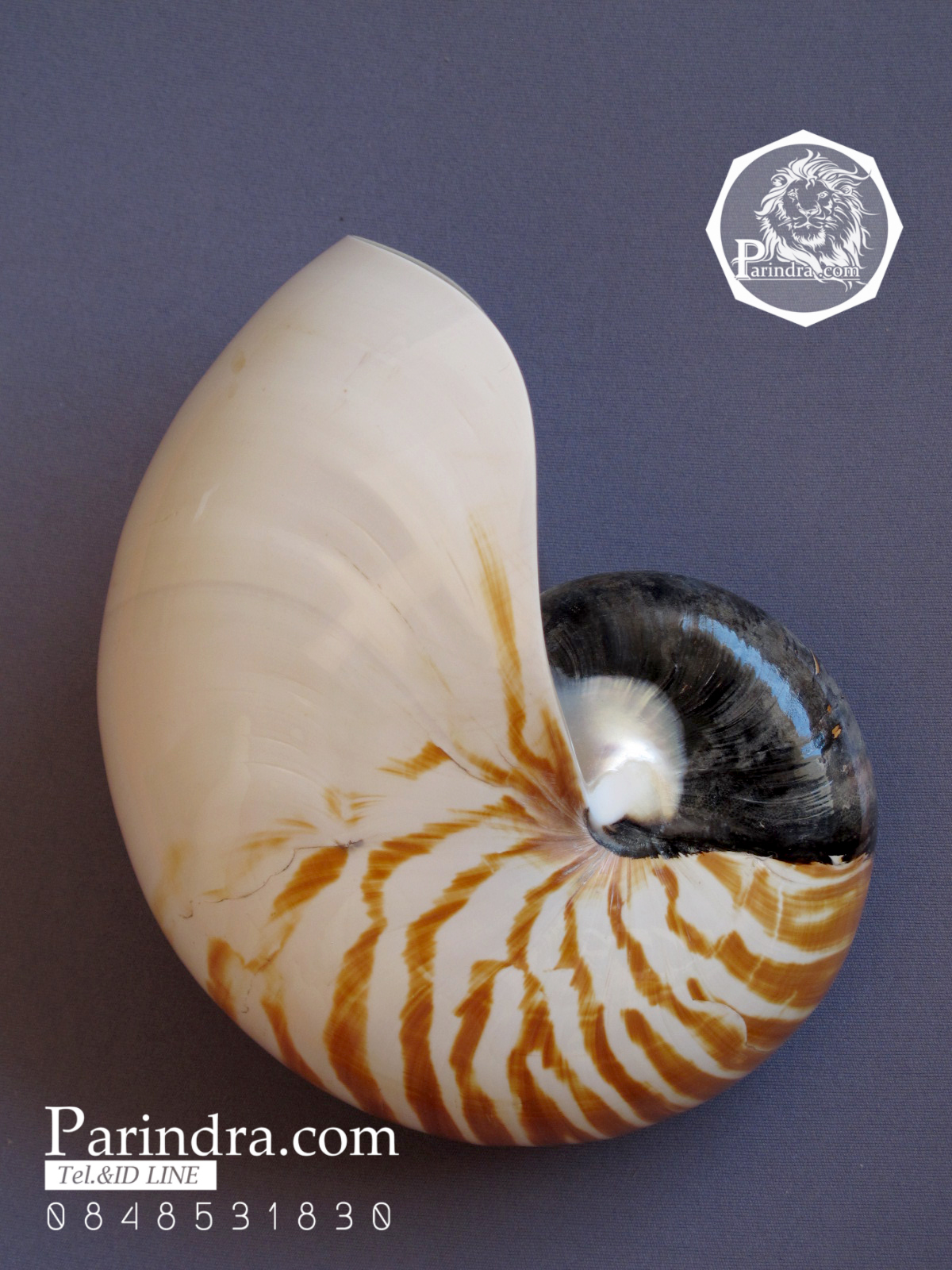 ขายเปลือกหอยงวงช้าง นอติลุส Nautilus pompilus ขนาด 6 นิ้ว NP004