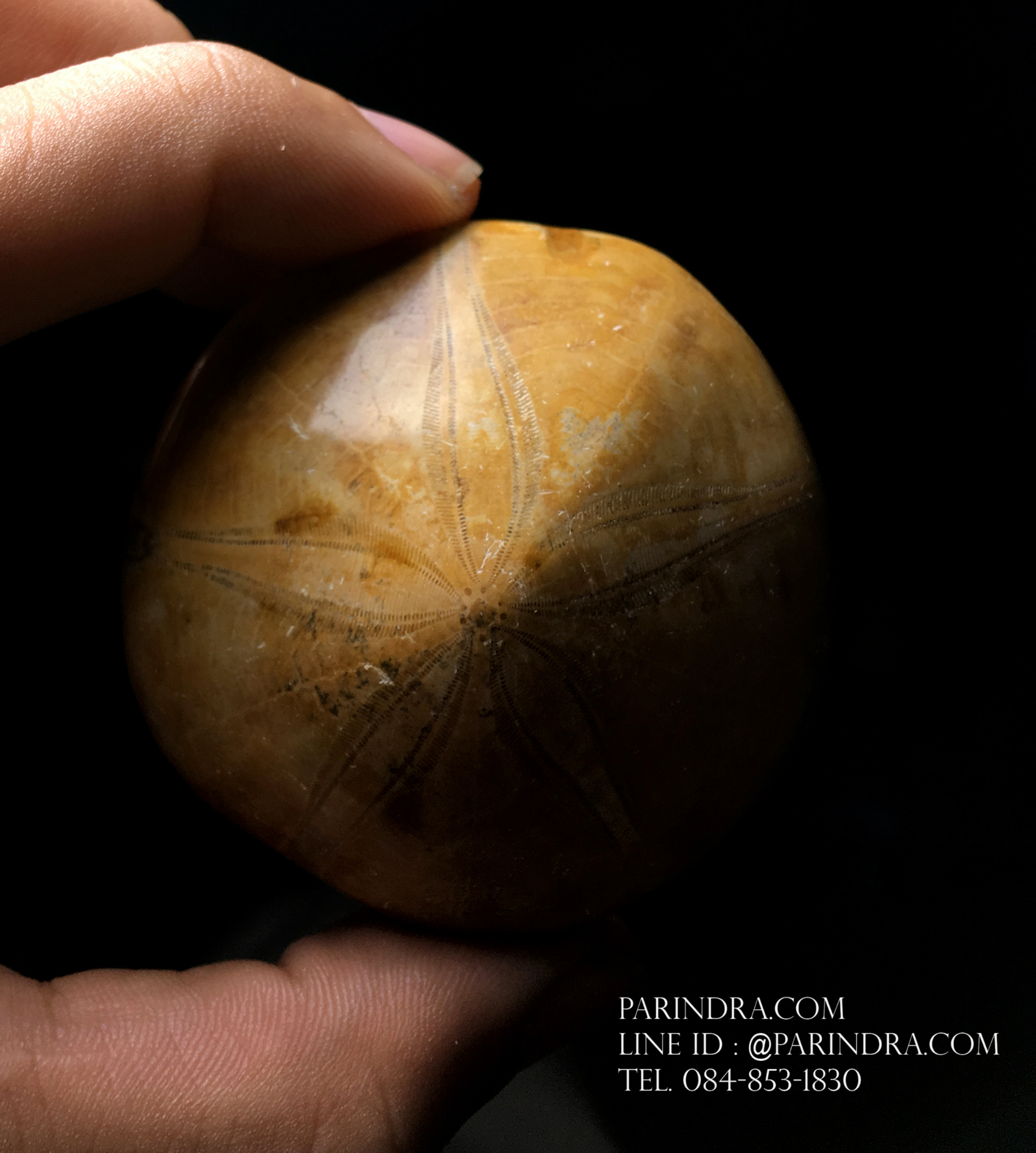 ฟอสซิล Sand Dollar FOSSIL Echinoid จาก Madagascar #SDF002