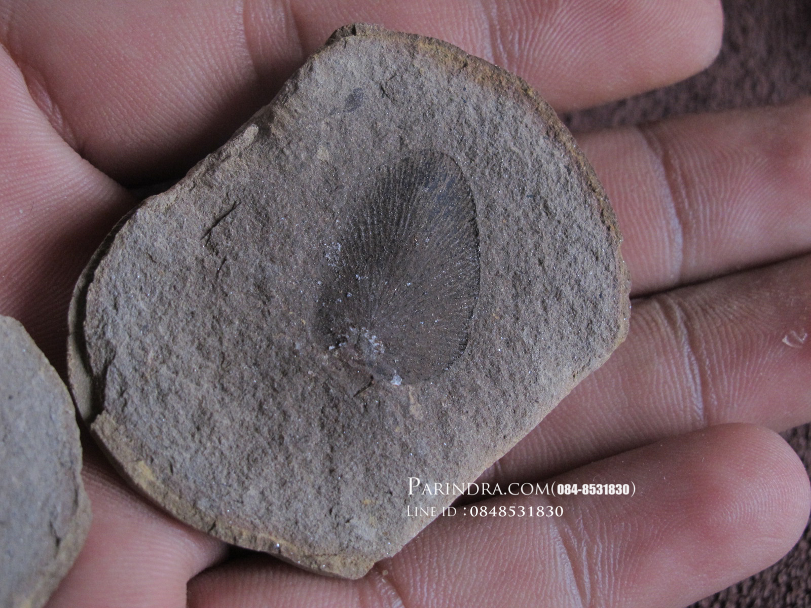 ฟอสซิลใบเฟิร์น (Neuropteris) แท้ 100% MAZON CREEK Illinois, USA #FRN000