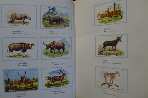 สัตว์ป่าสงวนและสัตว์ป่าคุ้มครอง *ตาม พ.ร.บ. พ.ศ.2503