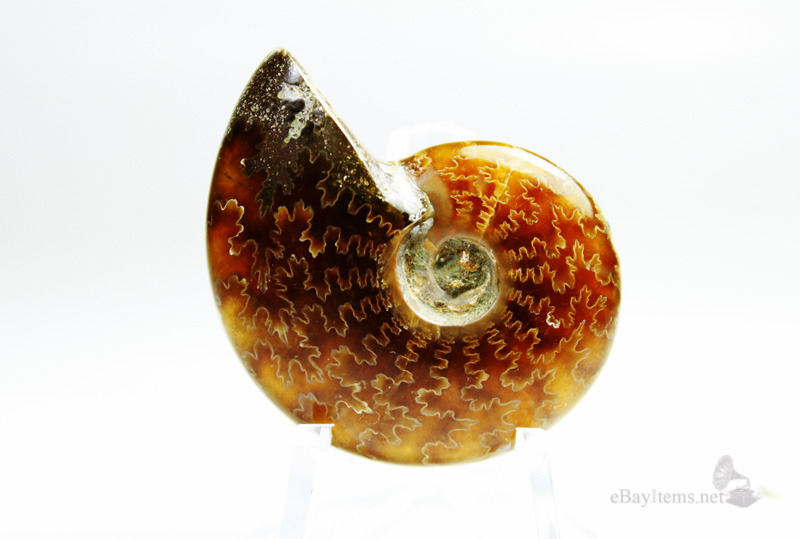 ฟอสซิลหอย Ammonite (Cleoniceras besairiei) S1