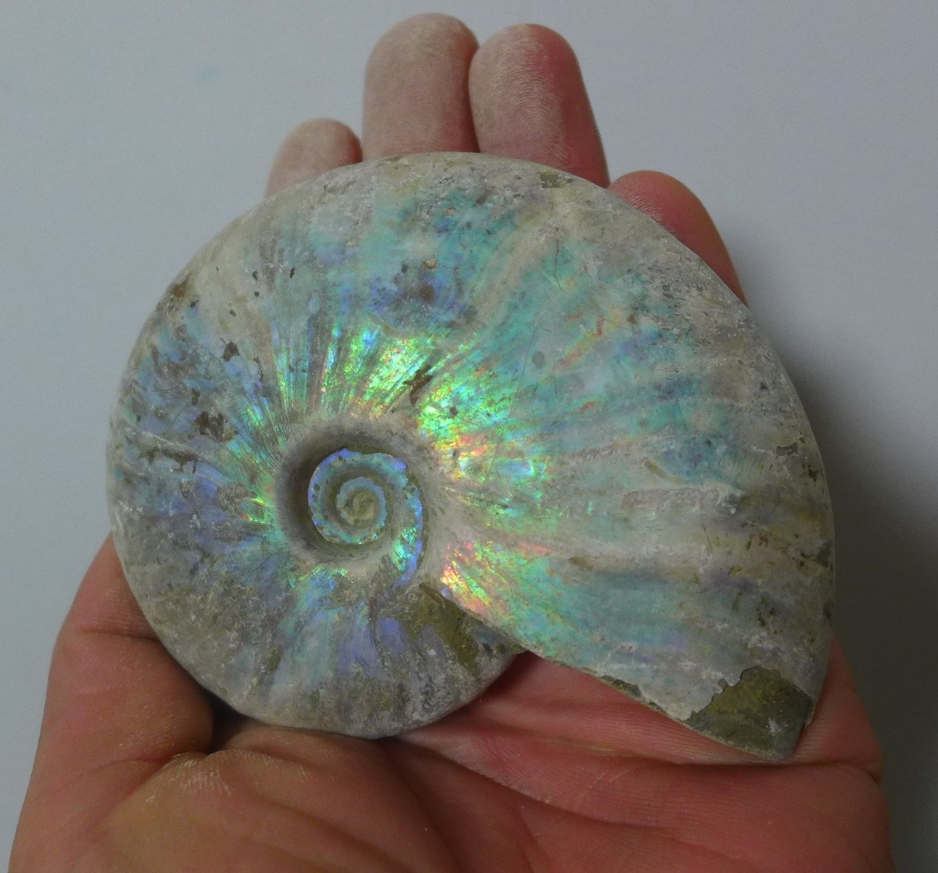ฟอสซิลหอย Ammonite (Cleoniceras besairiei) เปลือกนอกผิวเดิมไม่ผ่านการขัด - จาก Madagascarr #AM014