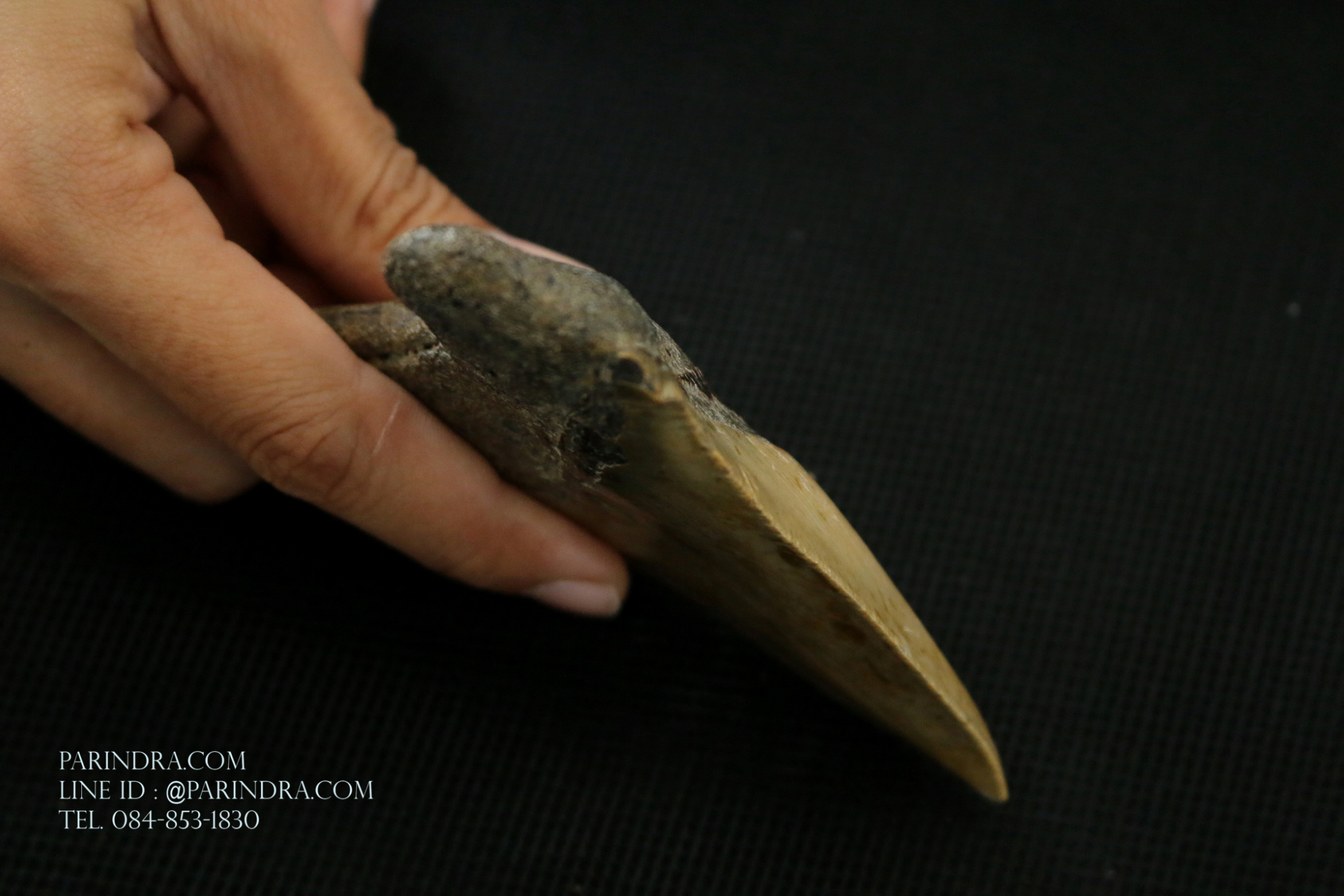 ฟันฉลามยักษ์เมกาโลดอน Megalodon ขนาด 4.45" #MGT008