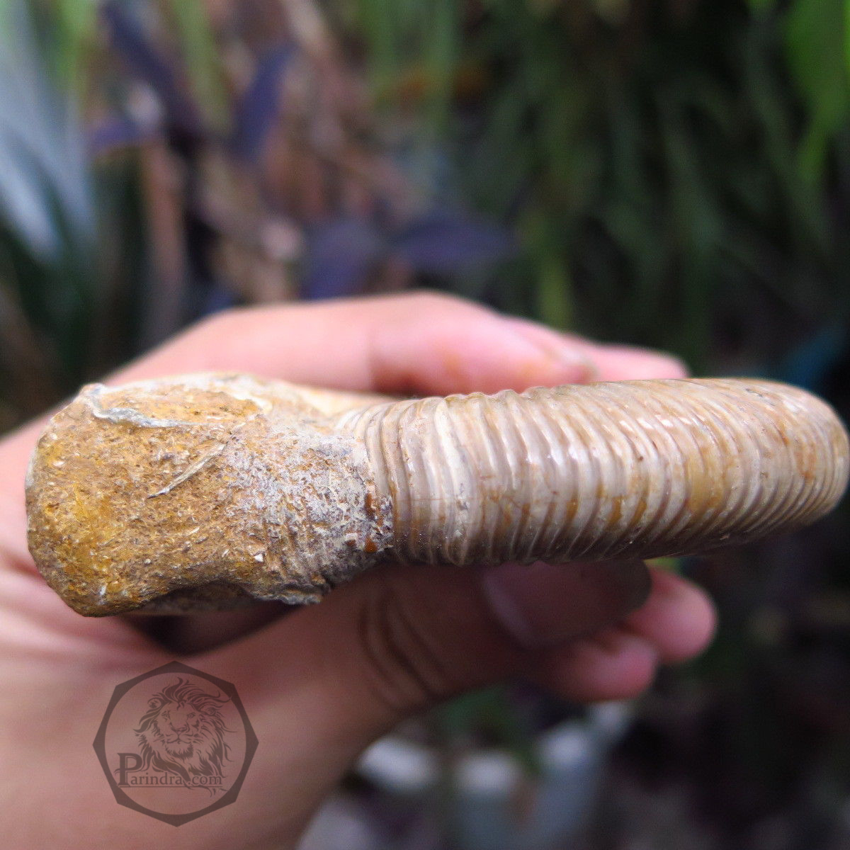 ฟอสซิลหอยแอมโมไนท์ (Perisphinctes virguloides) Fossil จากประเทศ Madagascar #AM011