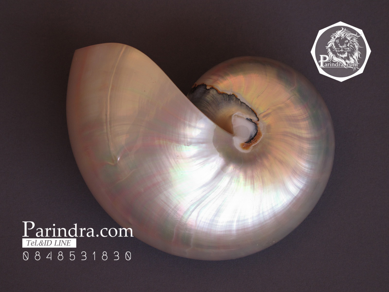 ขายเปลือกหอยงวงช้าง นอติลุส ขนาดเล็ก Nautilus Pompilus หอยหายาก (ขัดแล้ว) เหลือบสีรุ้ง NPP001