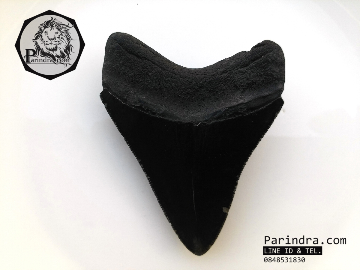 ฟันฉลามยักษ์เมกกาโลดอน Megalodon จาก South Carolina USA ขนาด 2 7/8 นิ้ว #MGT003