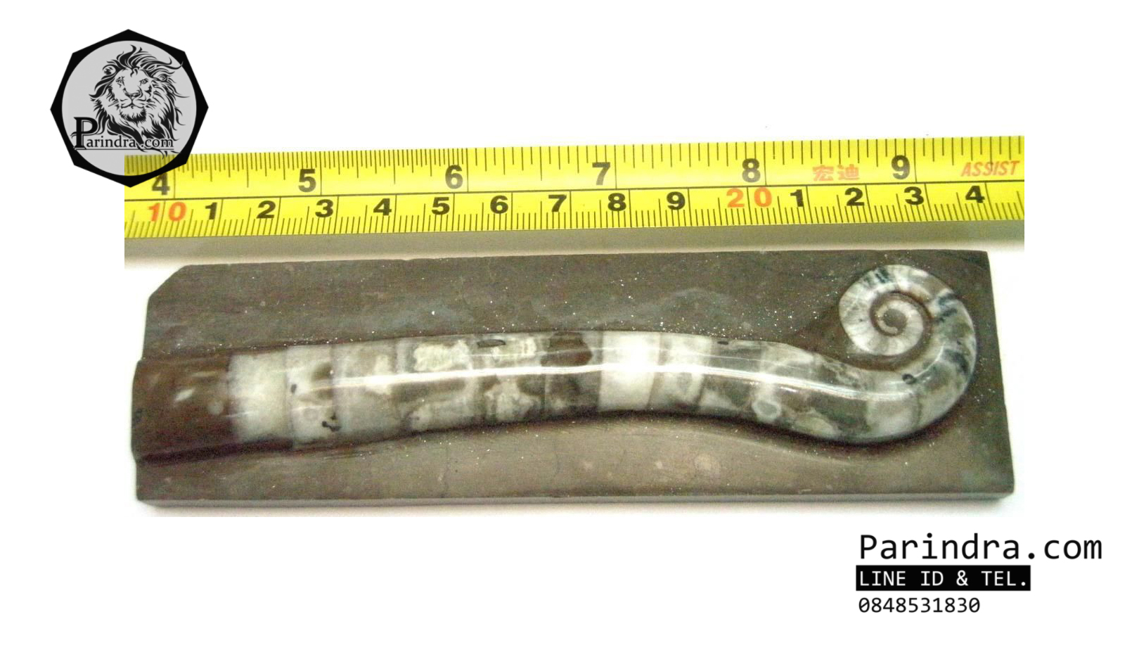 ฟอสซิลหอย Ammonite Lituites sp. - จากแถบภูเขา Yongahun จังหวัด Hunan CN #AM006
