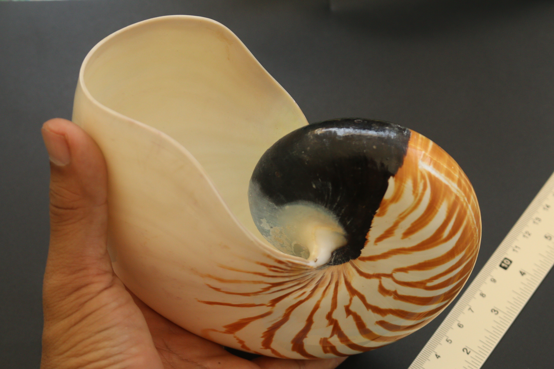 เปลือกหอยงวงช้าง นอติลุส Nautilus pompilus ขนาด 7 นิ้ว #003