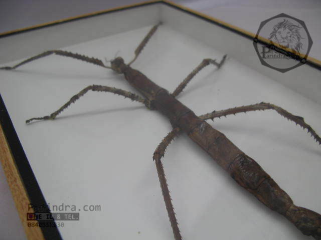 แมลง ตั๊กแตนกิ่งไม้ ( Tirachoidea westwoodi) ในกรอบไม้สีน้ำตาล สำหรับตั้งโชว์ ขนาด 8 x 12 นิ้ว