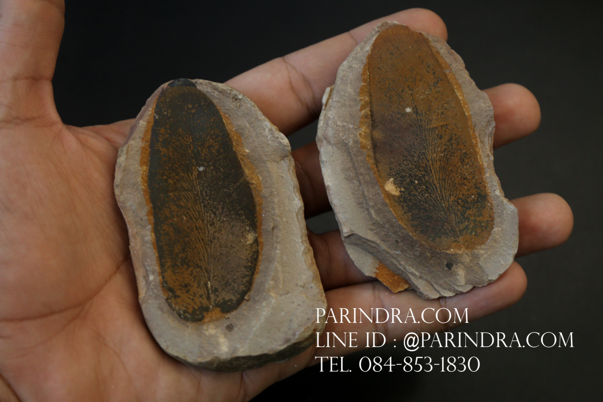 ฟอสซิลเฟิร์น ชนิด Neuropteris sp. จาก Mazon Creek, Illinois, USA #FRN002