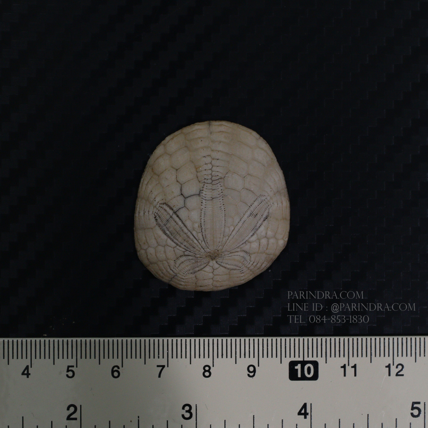 ฟอสซิลเม่นทะเล SAND DOLLAR (Dendraster gibbsii) หายาก #DDG03
