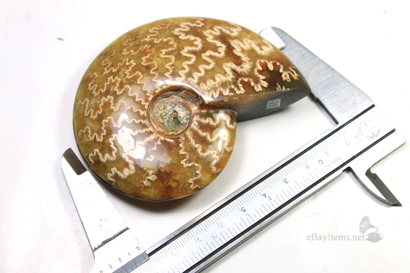 ฟอสซิลหอย Ammonite (Cleoniceras besairiei) L1