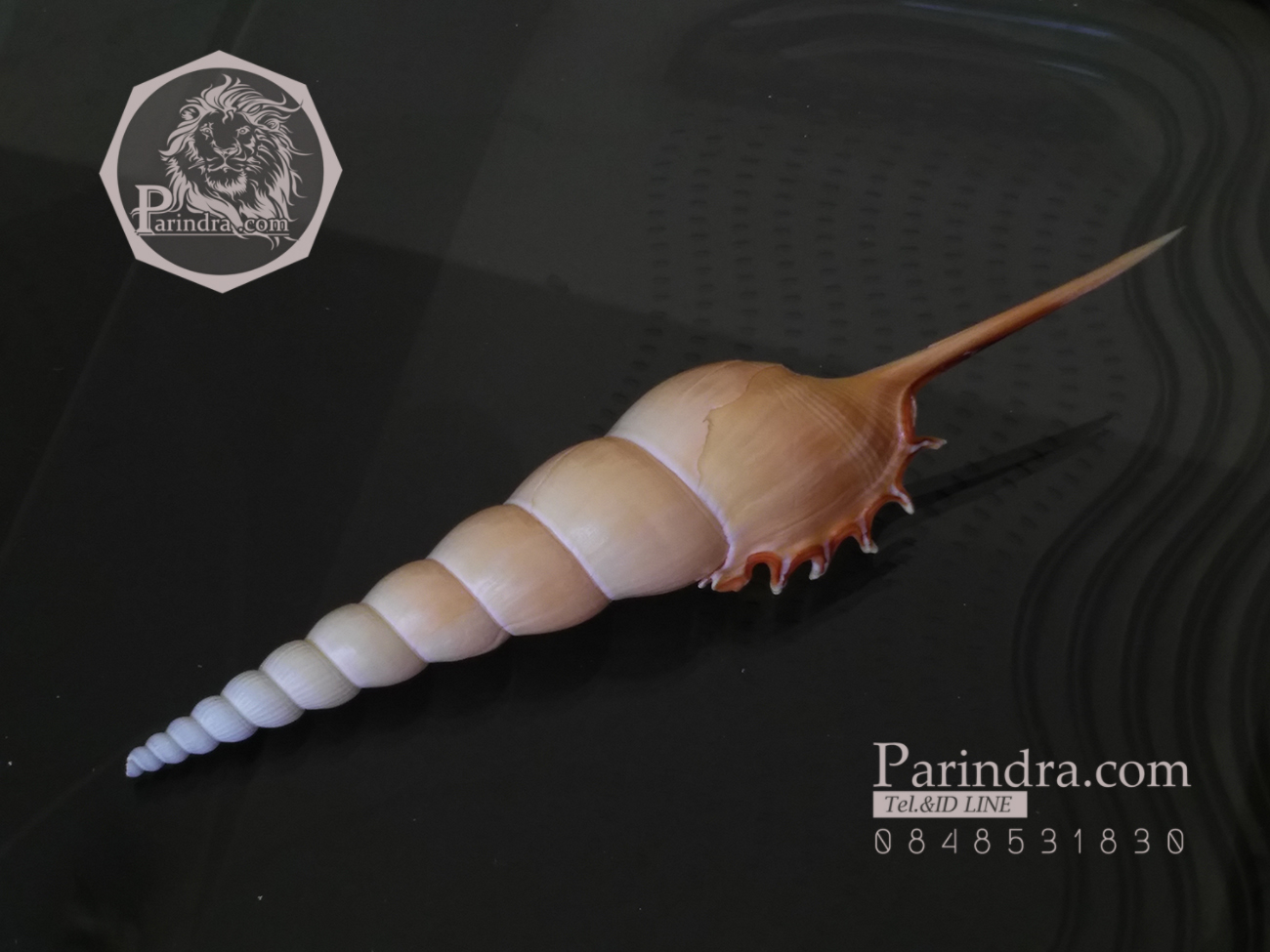 เปลือกหอยเจดีย์ Spindle Tibia (Tibia fusus) ขนาด 6 นิ้ว