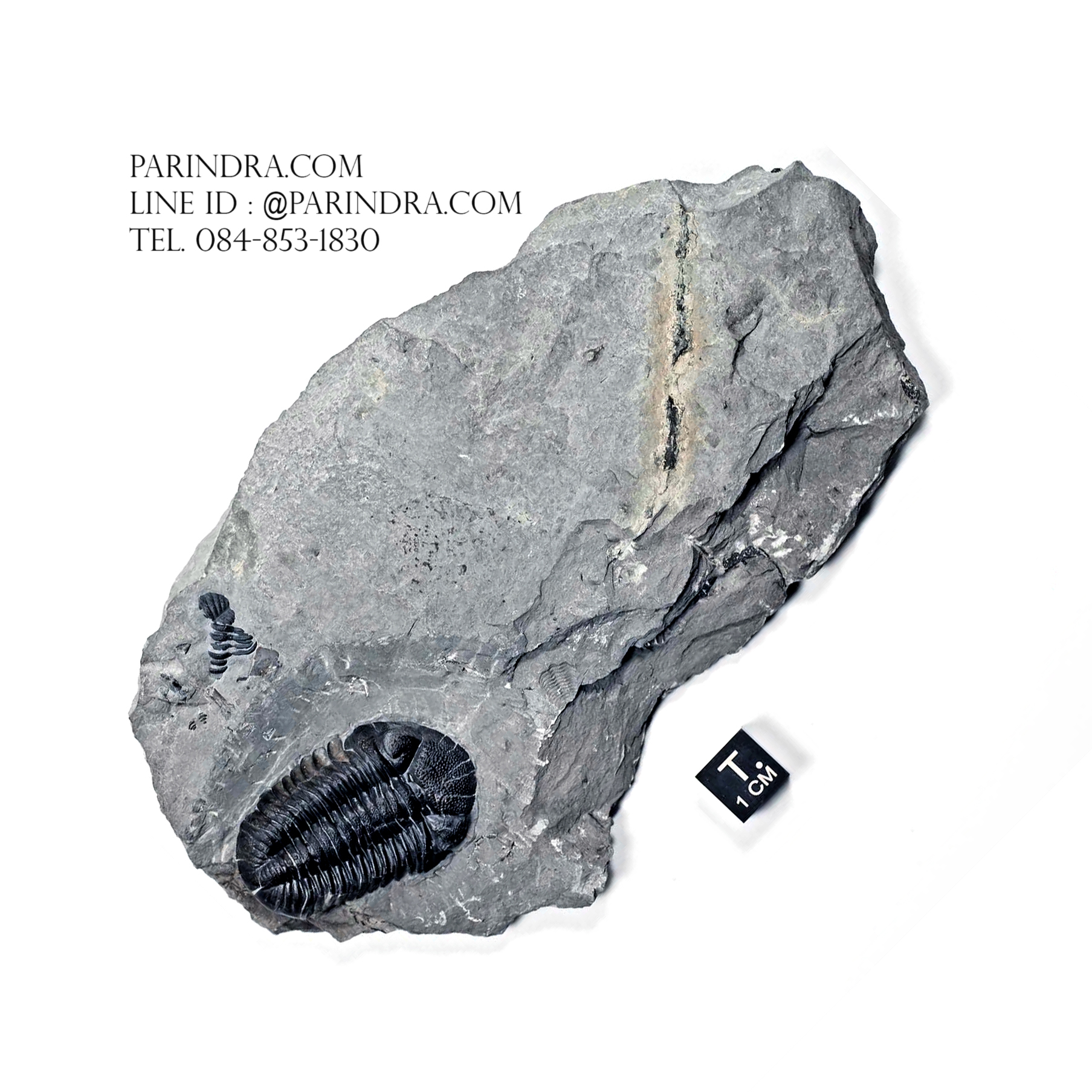 ฟอสซิล Trilobite Eldredgeops rana หายาก, USA #TLB011