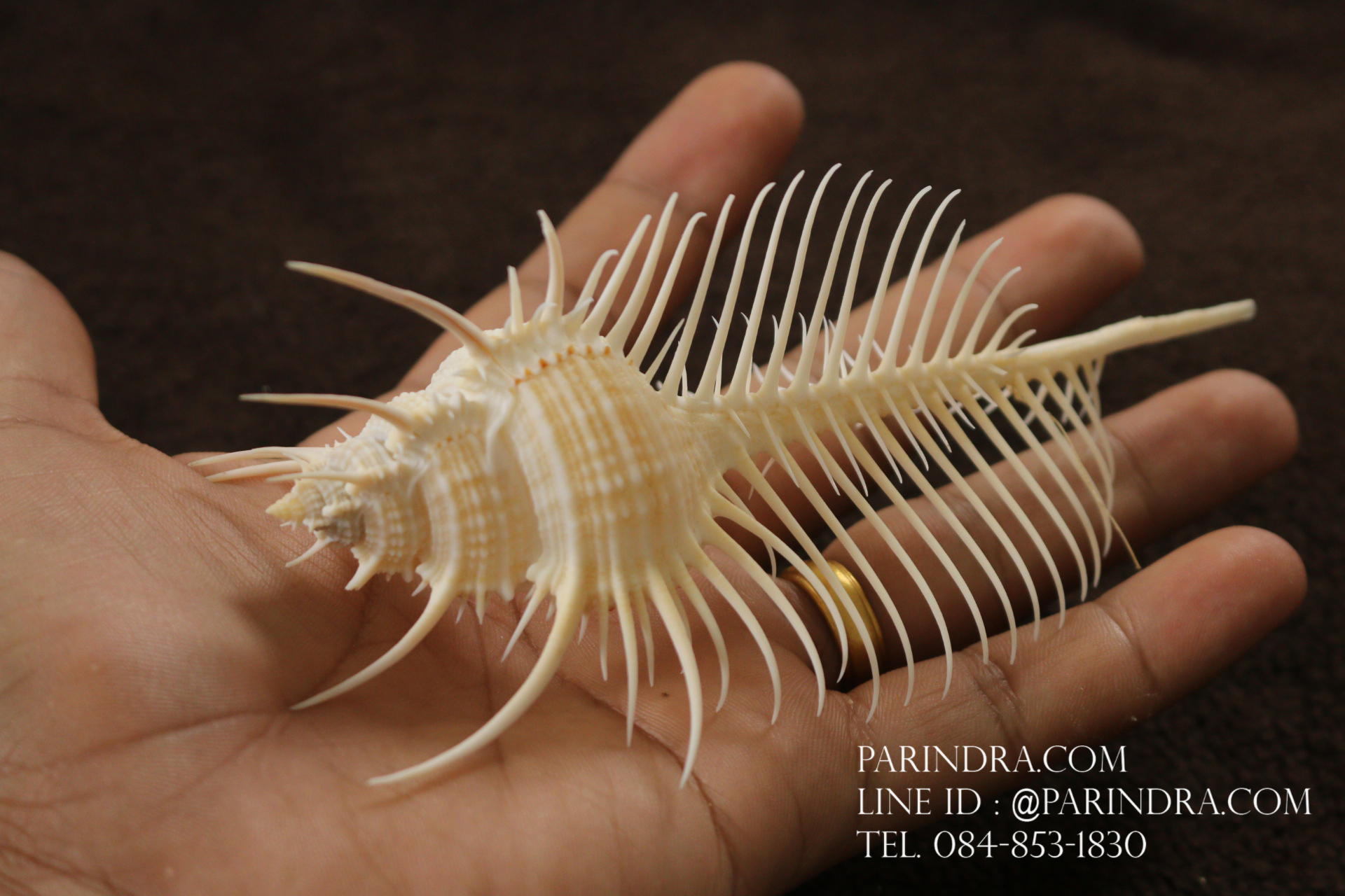 หอยสังข์หวี หอยสังข์หนาม (Murex pecten) ขนาด 5 นิ้ว #MUREX007