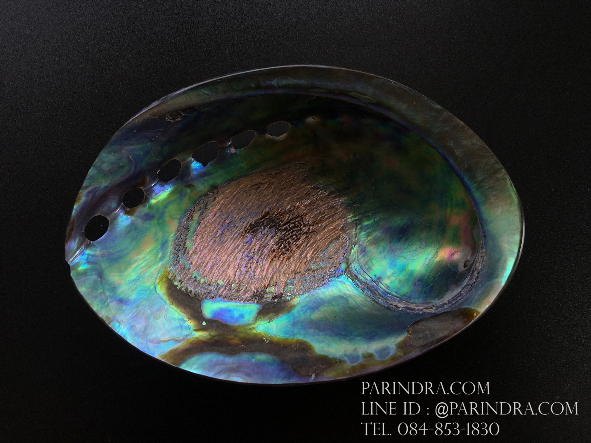 เปลือกหอยเป๋าฮื้อแท้ (Abalone) นิวซีแลนด์ ขัด สีปีกแมลงทับ #HA011
