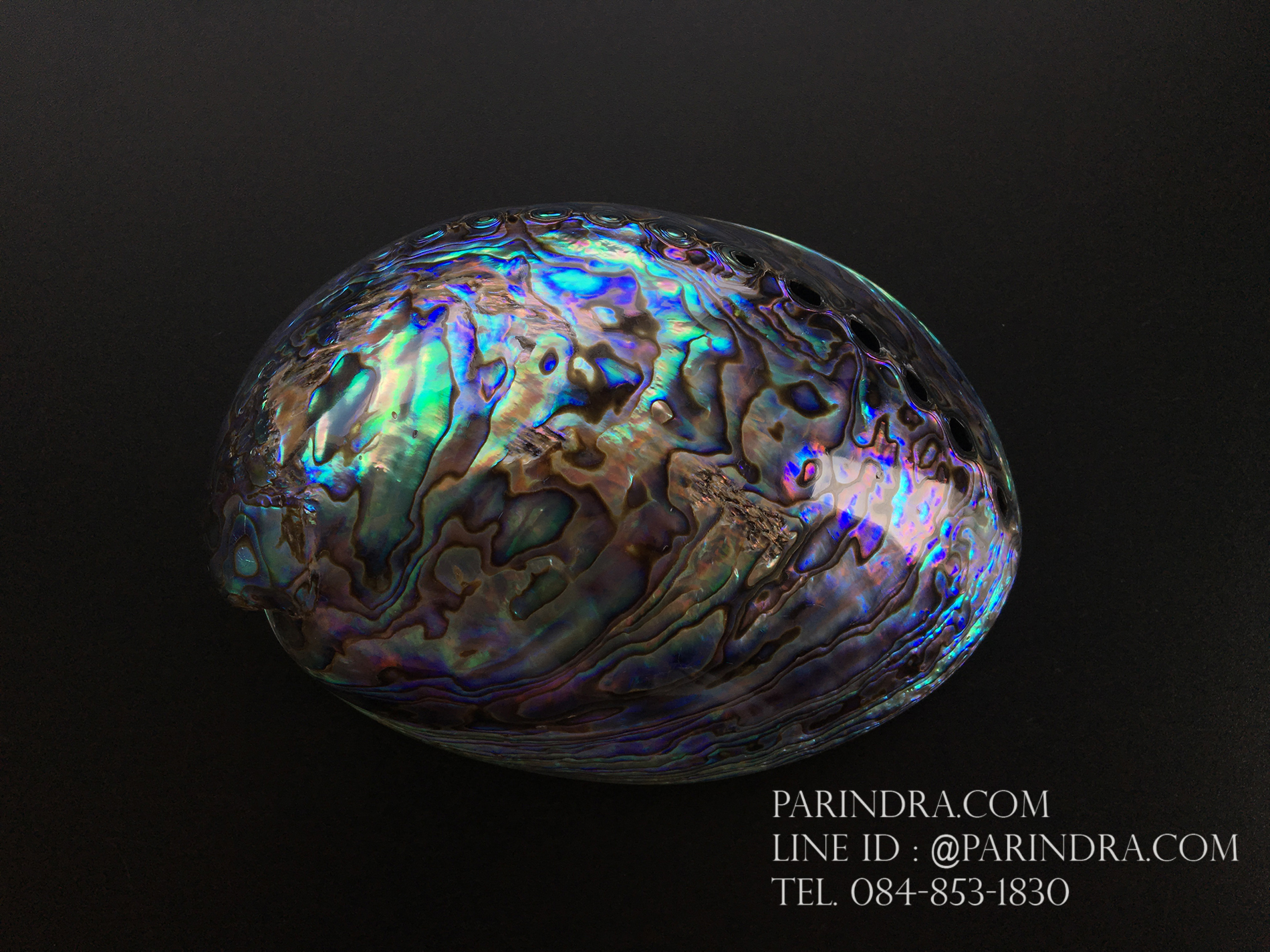 เปลือกหอยเป๋าฮื้อแท้ (Abalone) นิวซีแลนด์ ขัด สีปีกแมลงทับ #HA009