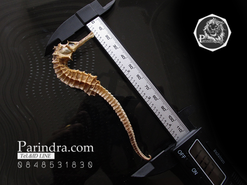 ม้าน้ำตากแห้ง สำหรับเป็นของที่ระลึกหรือพวงกุญแจ 028