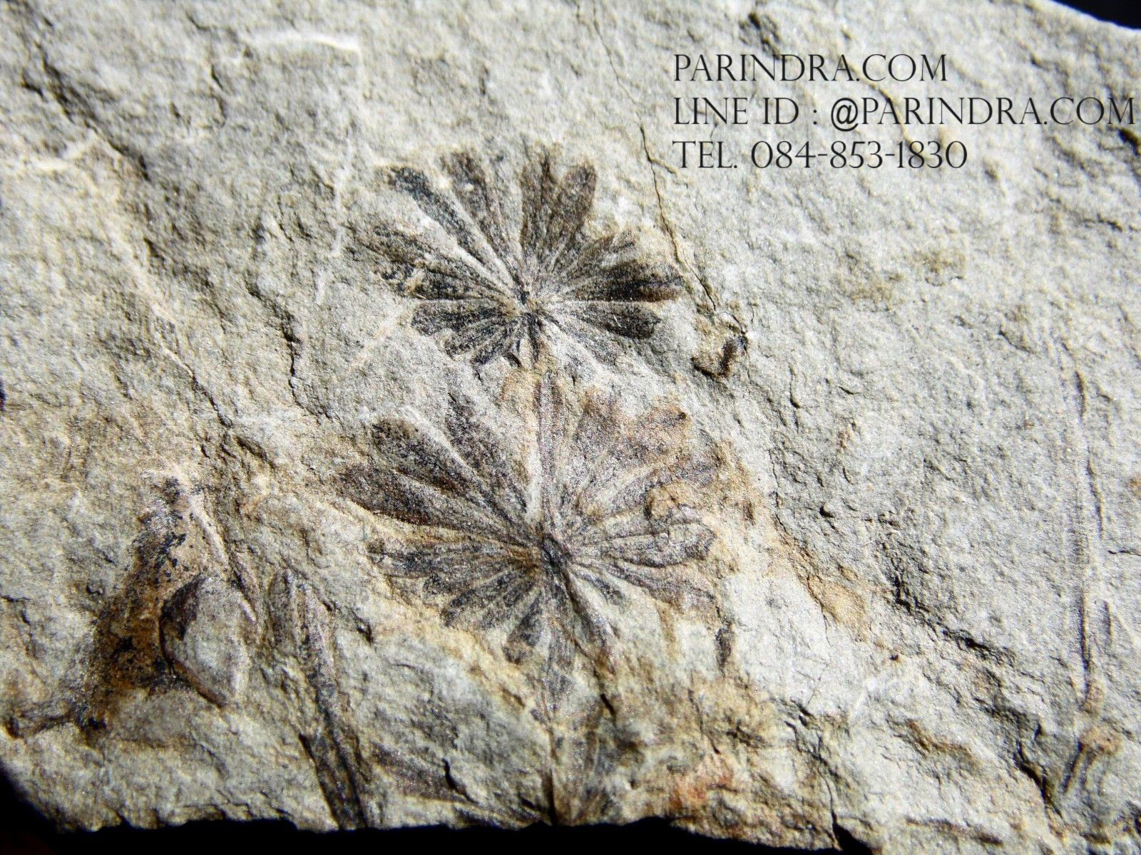 ฟอสซิลเฟิร์น ชนิด Annularia mucronata จาก SPAIN #FRN005
