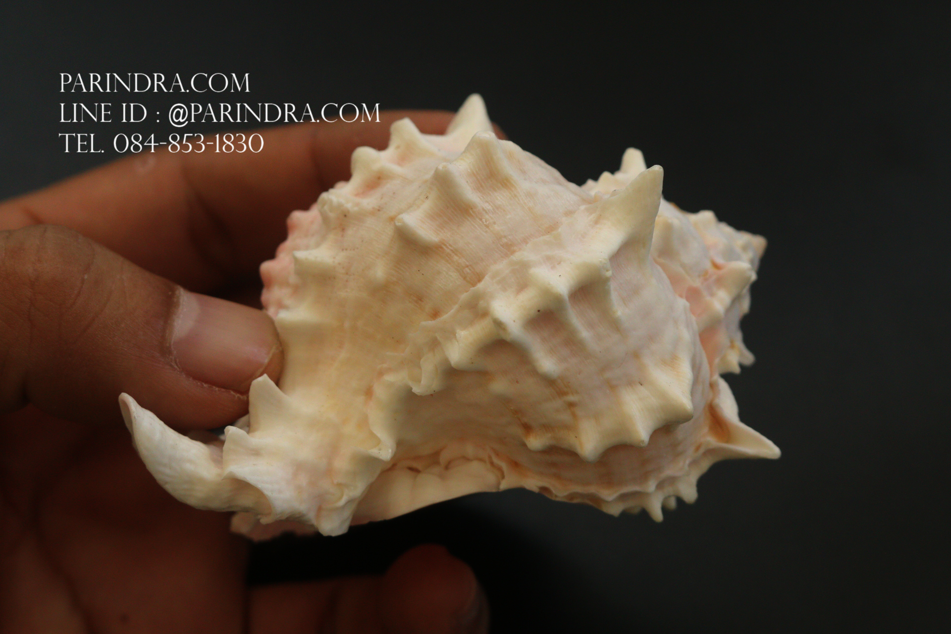 เปลือกหอยสังข์มะระชมพู สำหรับงานตกแต่ง