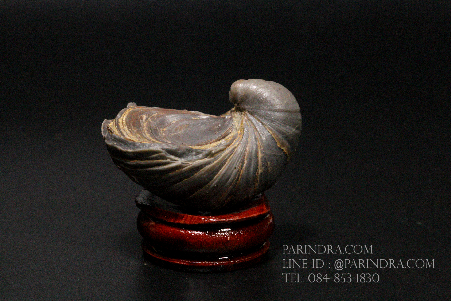 ฟอสซิลหอยนางรมโบราณ ชนิด Gryphaea arcuata จาก England #GRY003