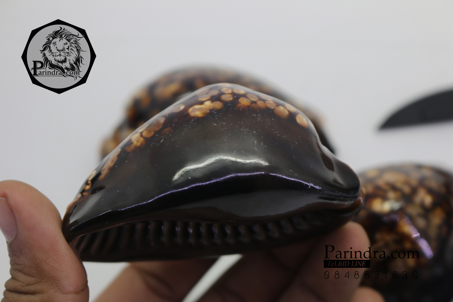 ขายเปลือกหอยเบี้ยหลังค่อม หอยเบี้ยควาย หอยเบี้ยครู #Mauritia mauritiana ขนาด 3 นิ้ว