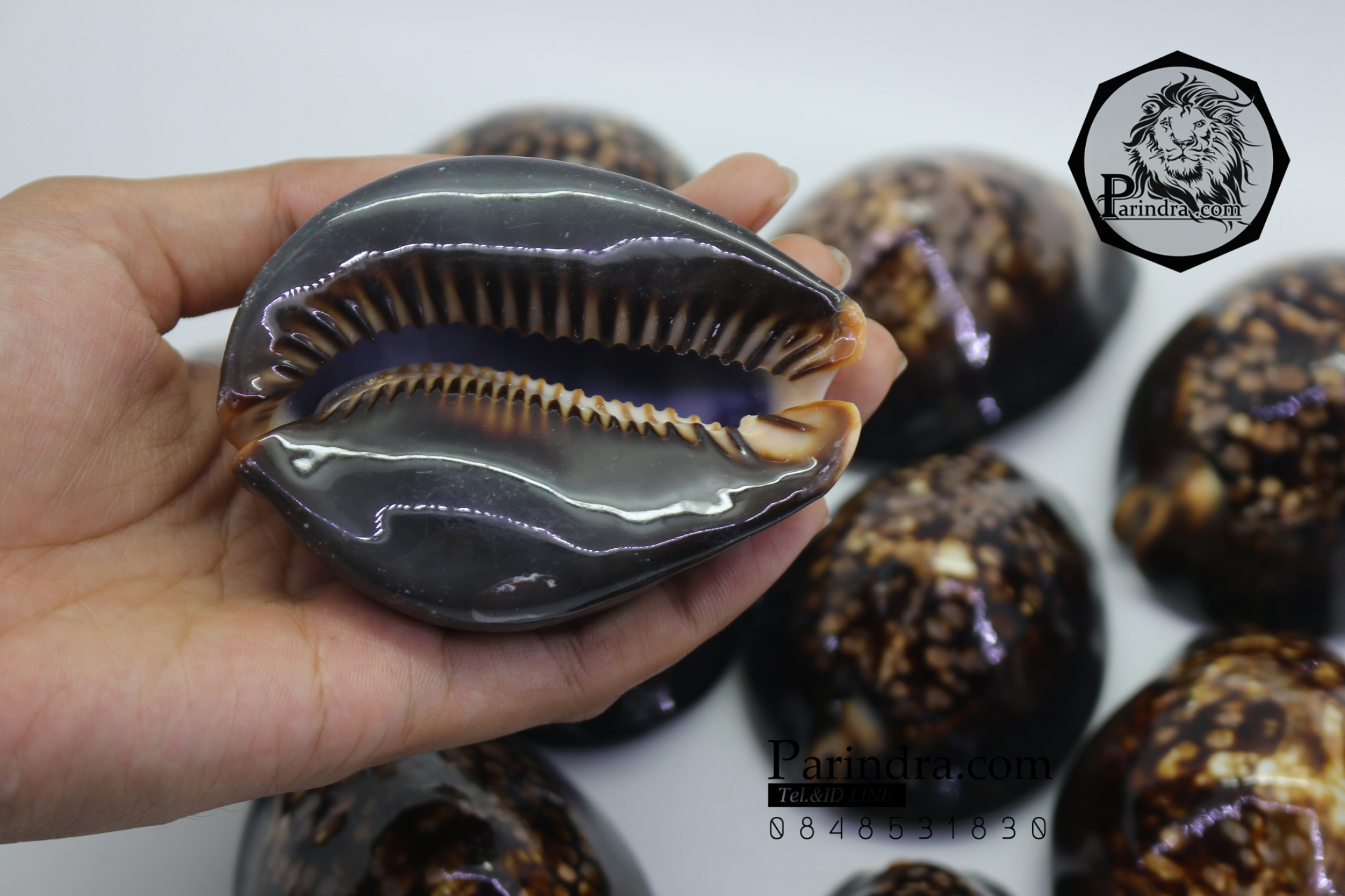 ขายเปลือกหอยเบี้ยหลังค่อม หอยเบี้ยควาย หอยเบี้ยครู #Mauritia mauritiana ขนาด 3 นิ้ว